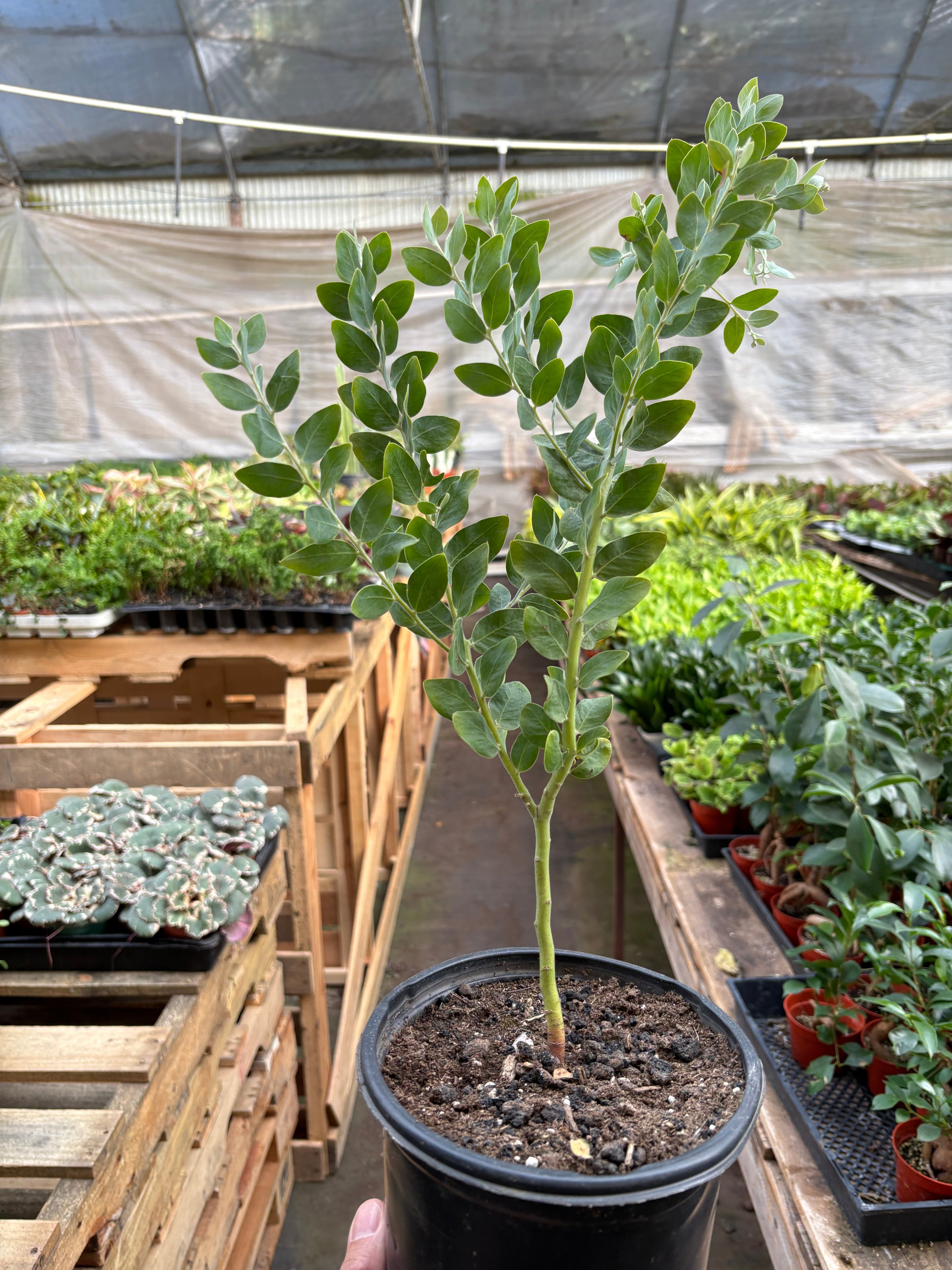 Acacia 'Podalyriifolia' Tree