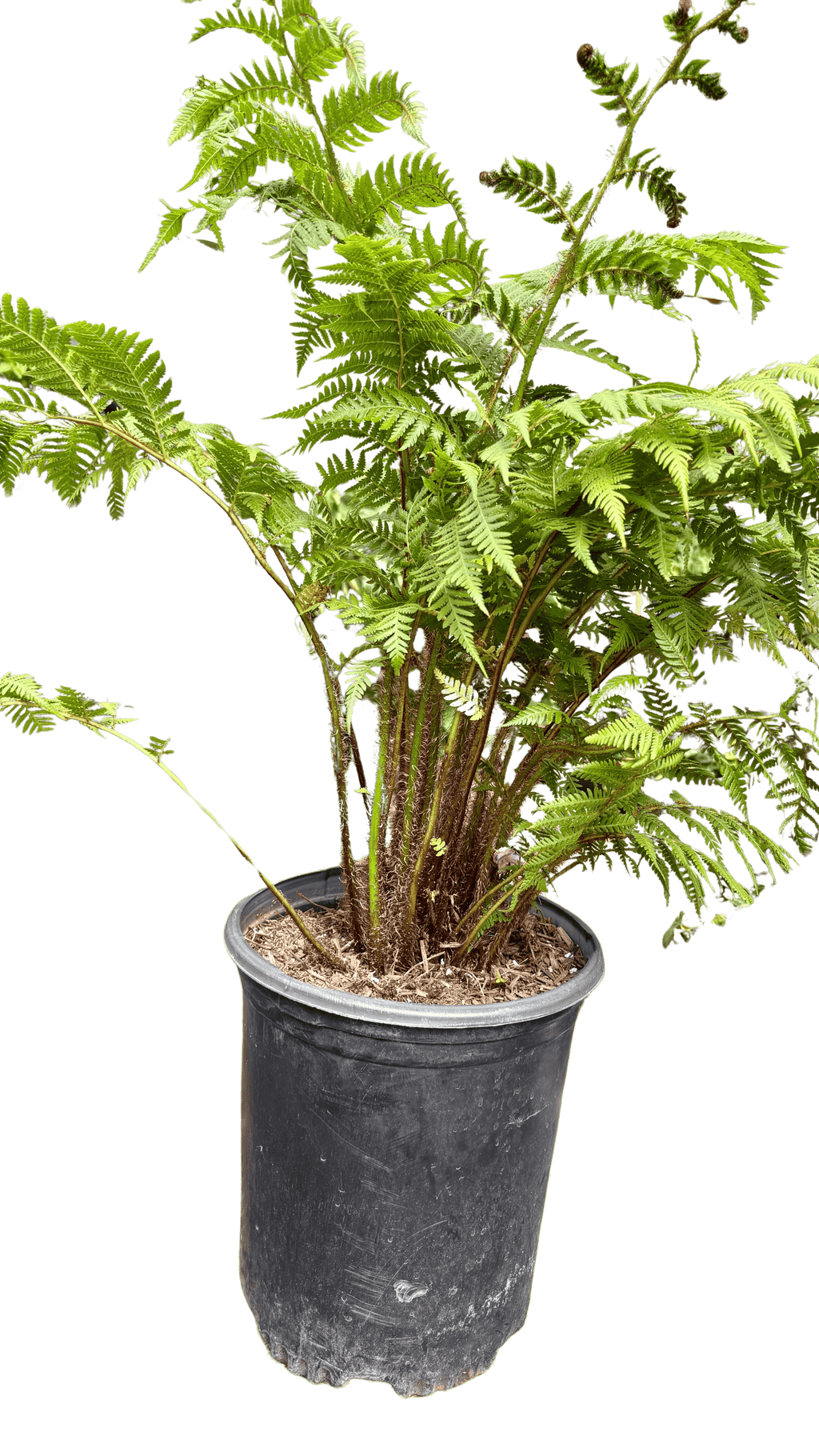 Australian Tree Fern