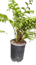 Australian Tree Fern