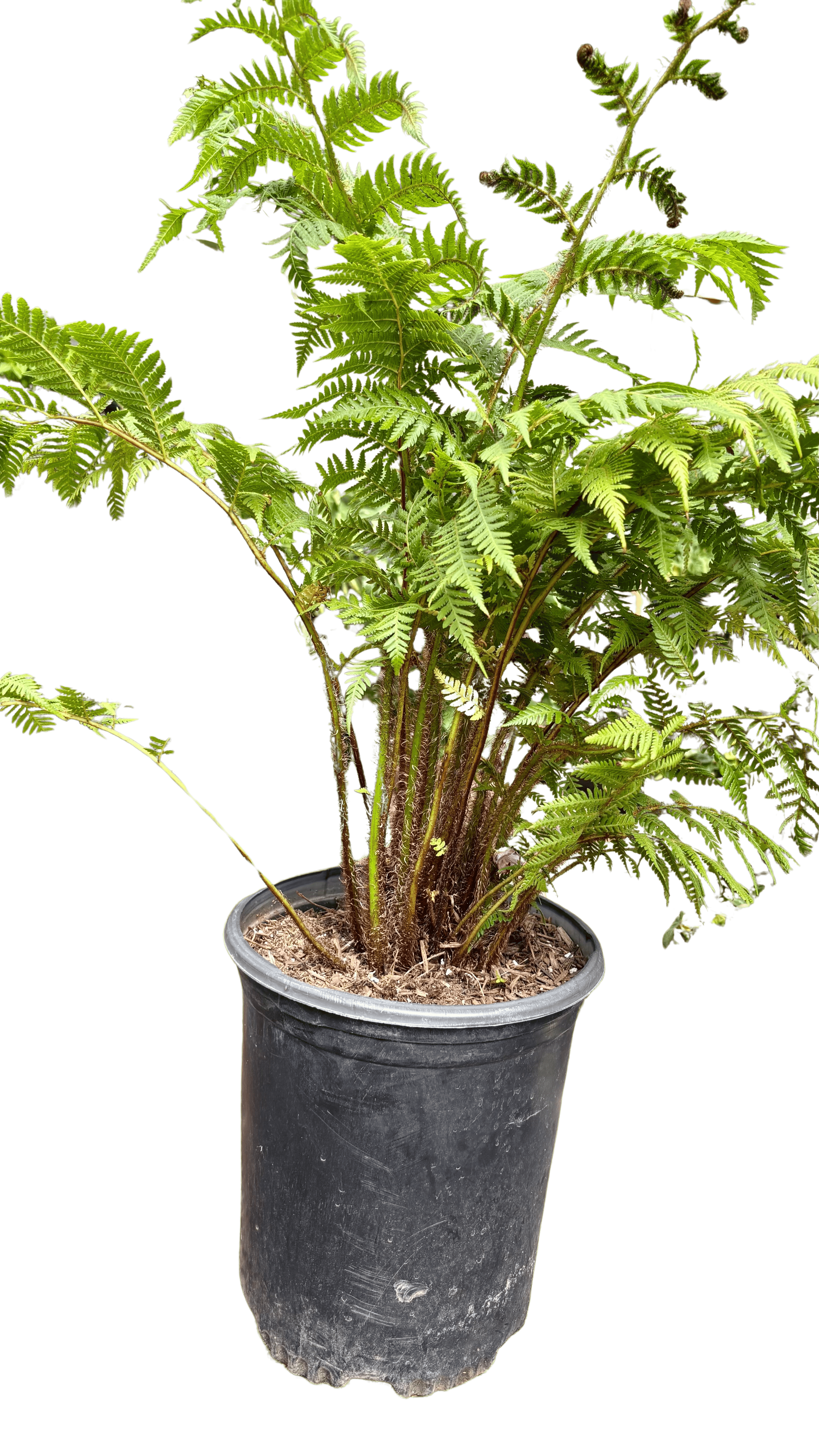 Australian Tree Fern