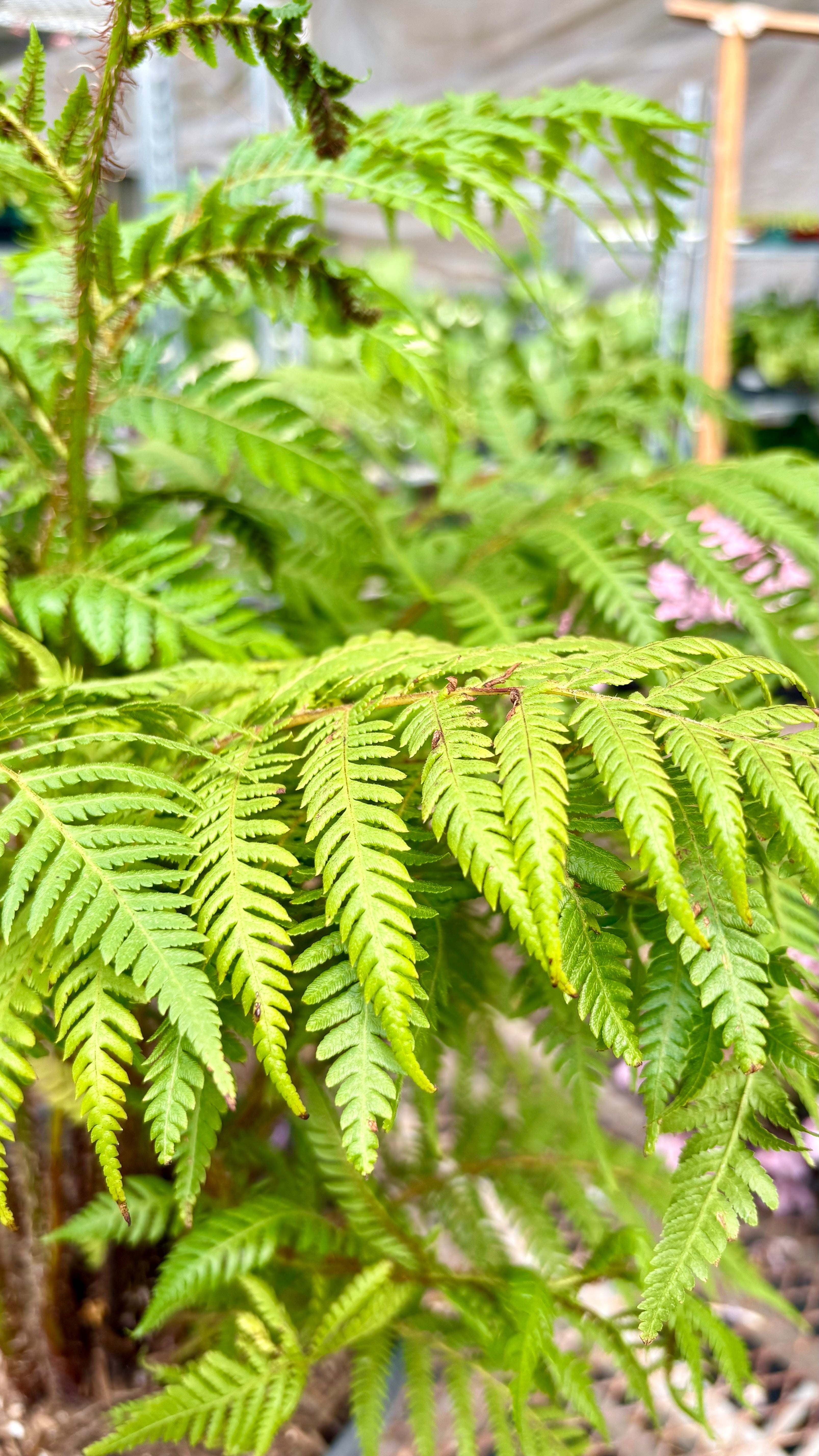 Australian Tree Fern