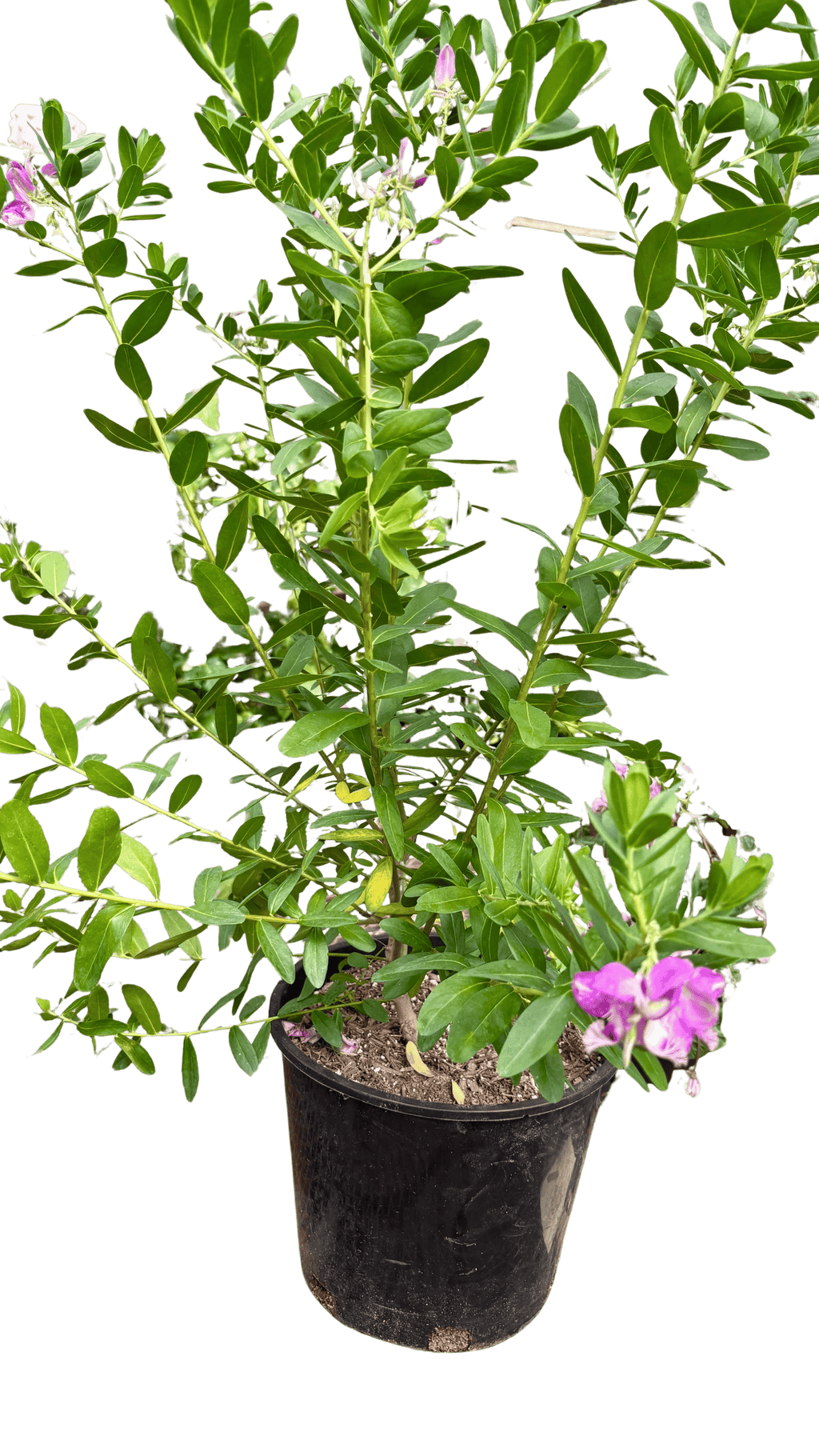 Polygala 'Grandiflora'