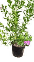 Polygala 'Grandiflora'