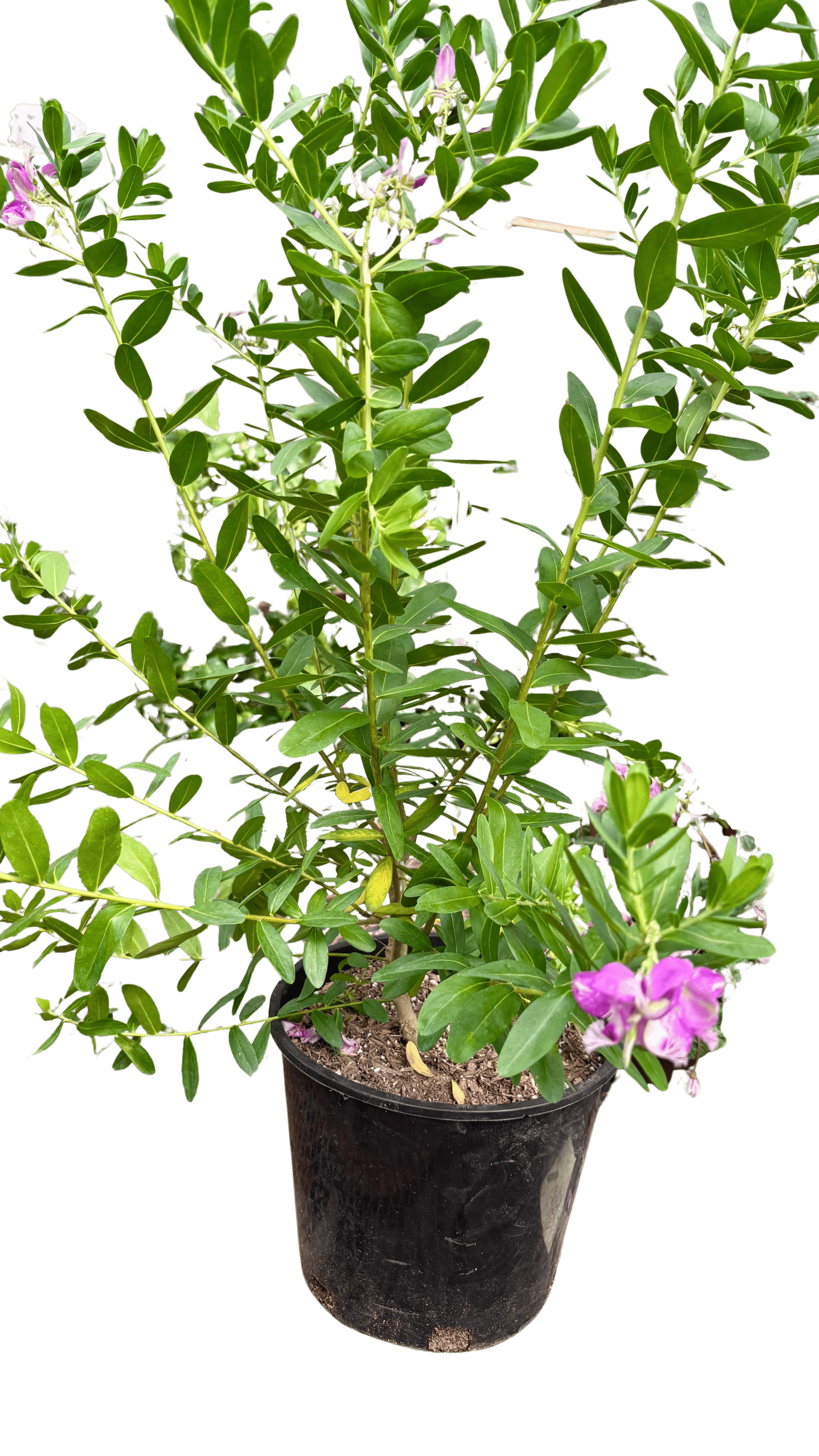 Polygala 'Grandiflora'