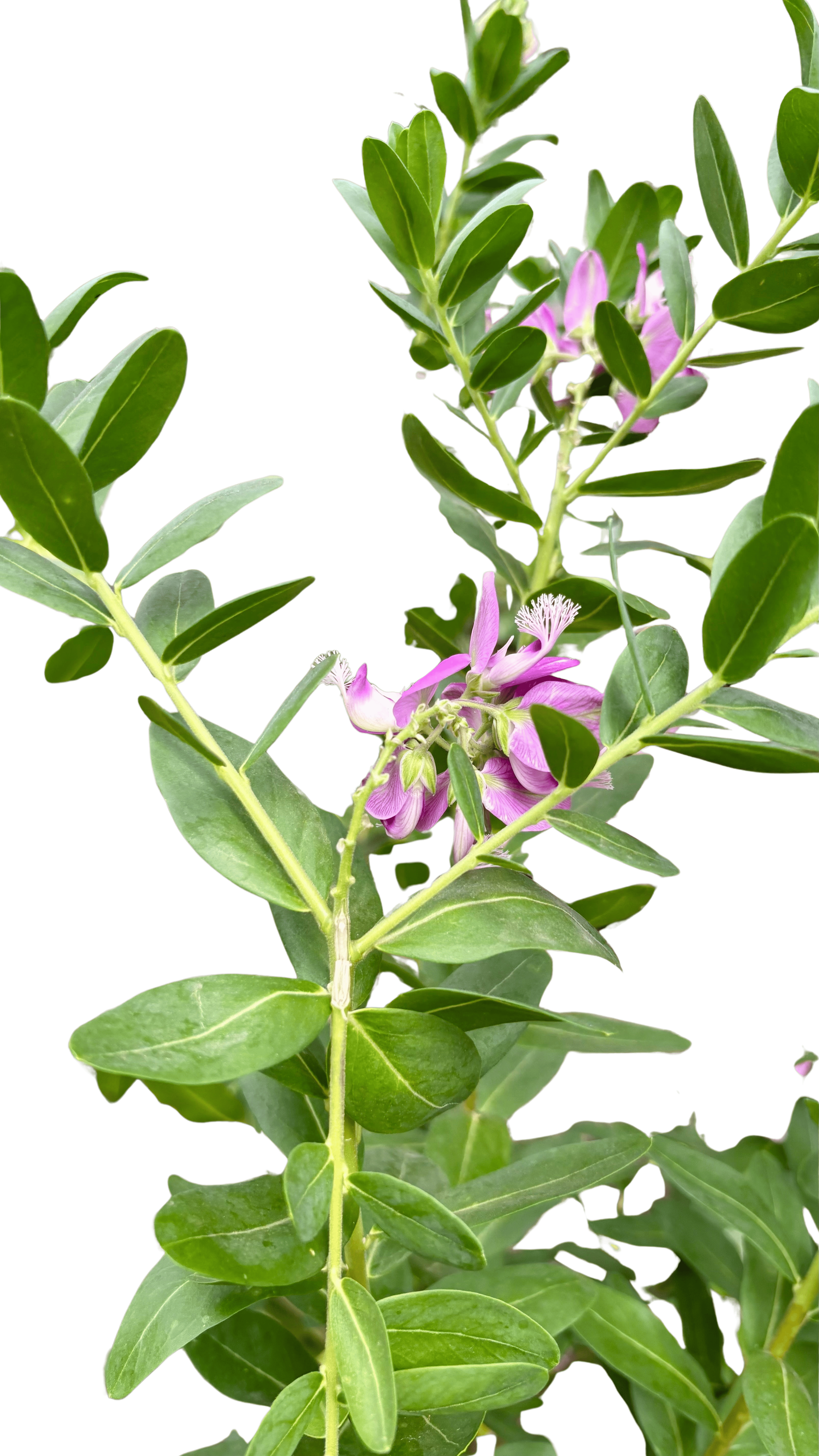 Polygala 'Grandiflora'