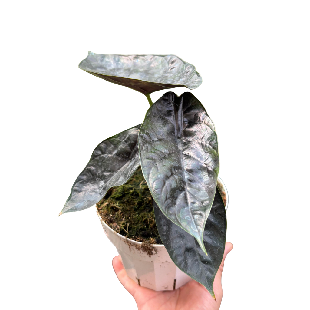 Alocasia 'Green Unicorn'