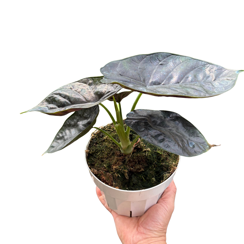 Alocasia 'Green Unicorn'