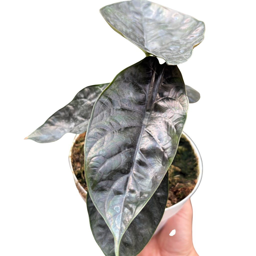 Alocasia 'Green Unicorn'