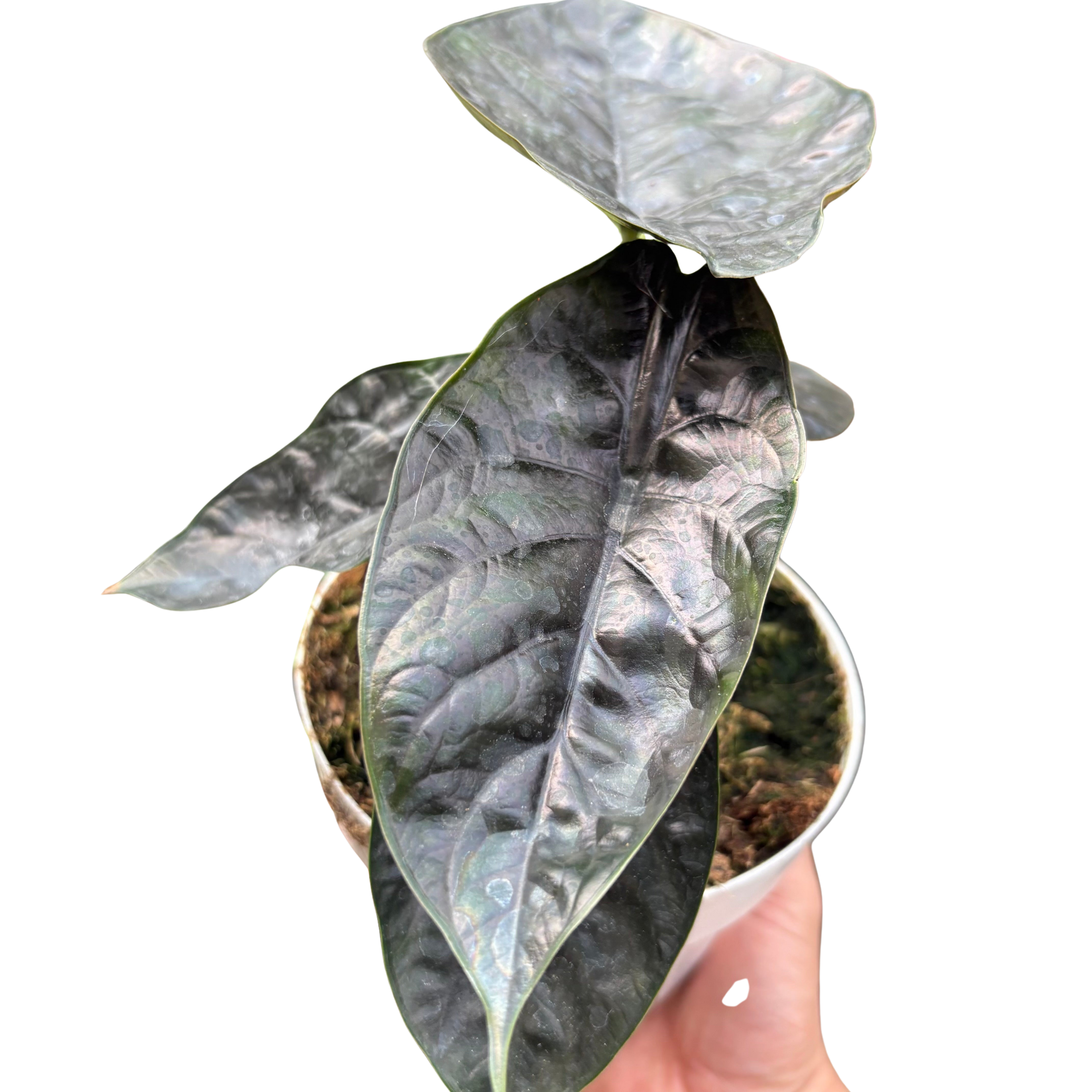 Alocasia 'Green Unicorn'