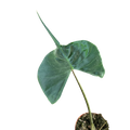 Alocasia macrorrhizos 'Stingray'