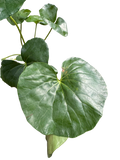 Farfugium japonicum