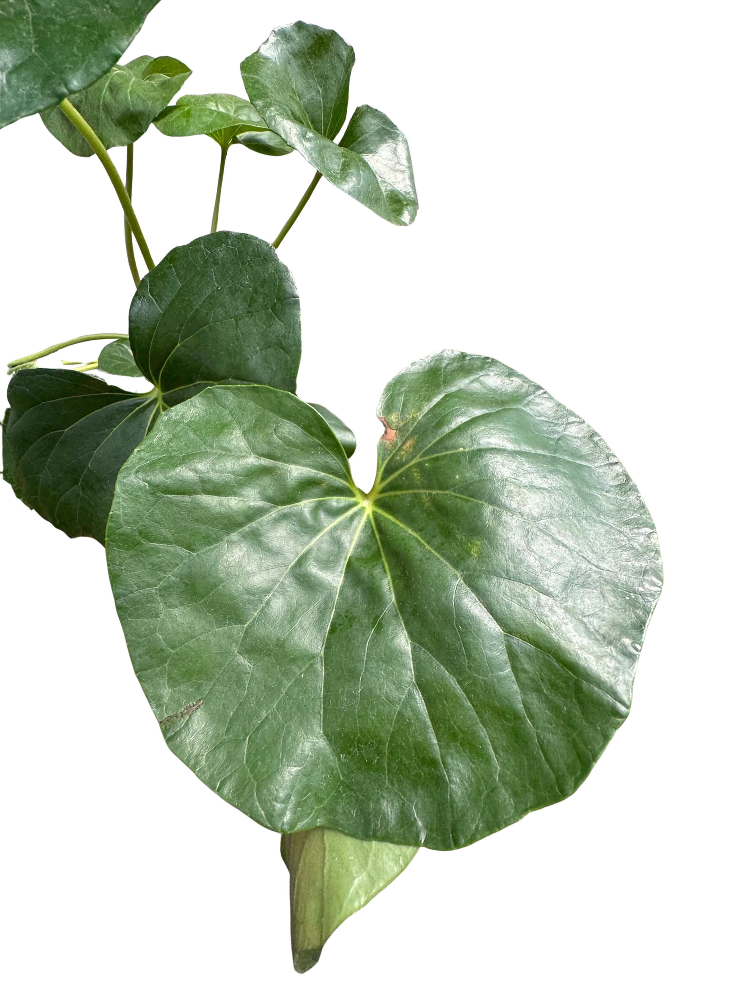 Farfugium japonicum