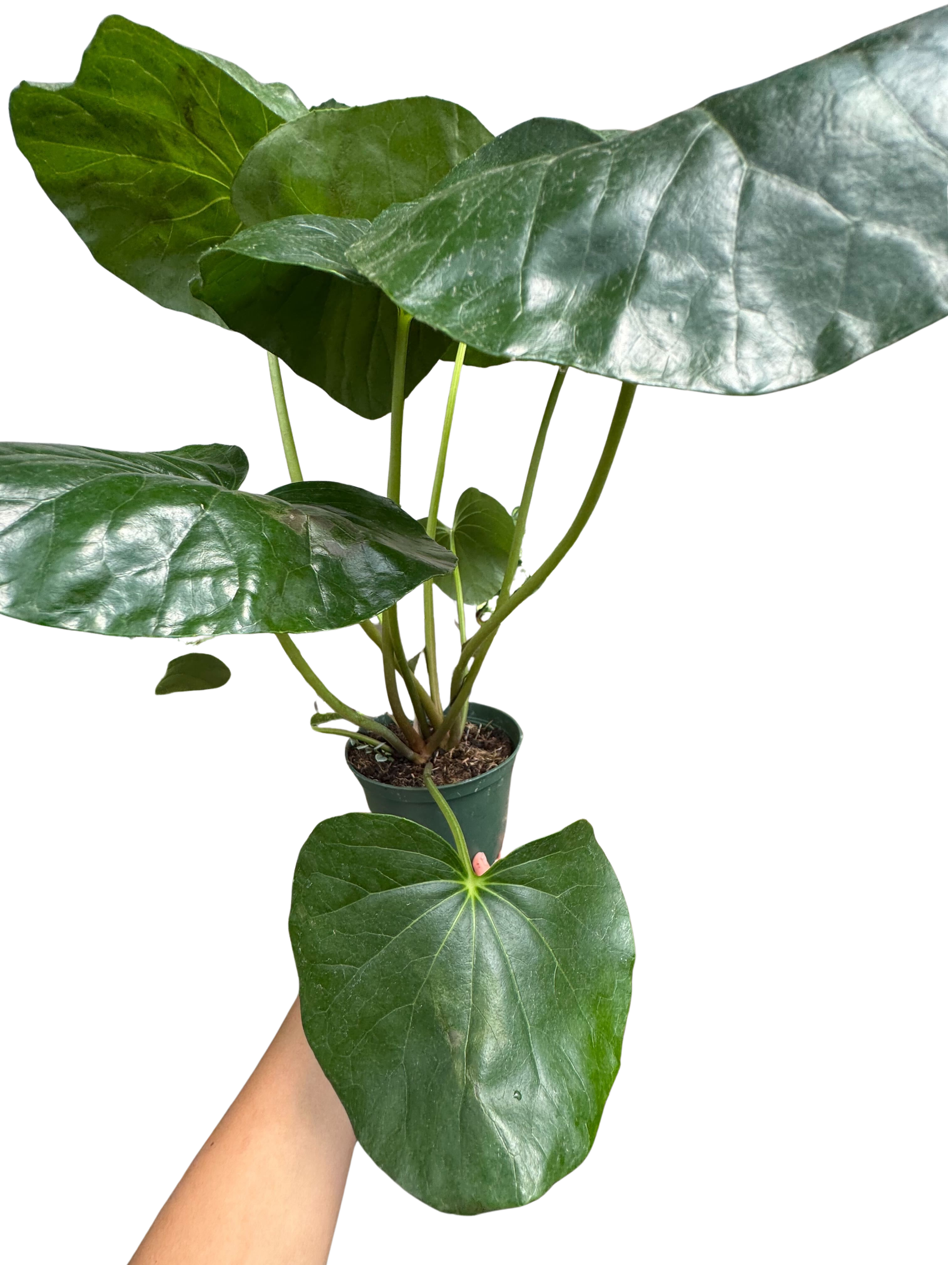 Farfugium japonicum