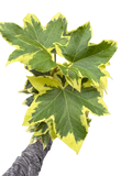 Ivy Tree Variegated