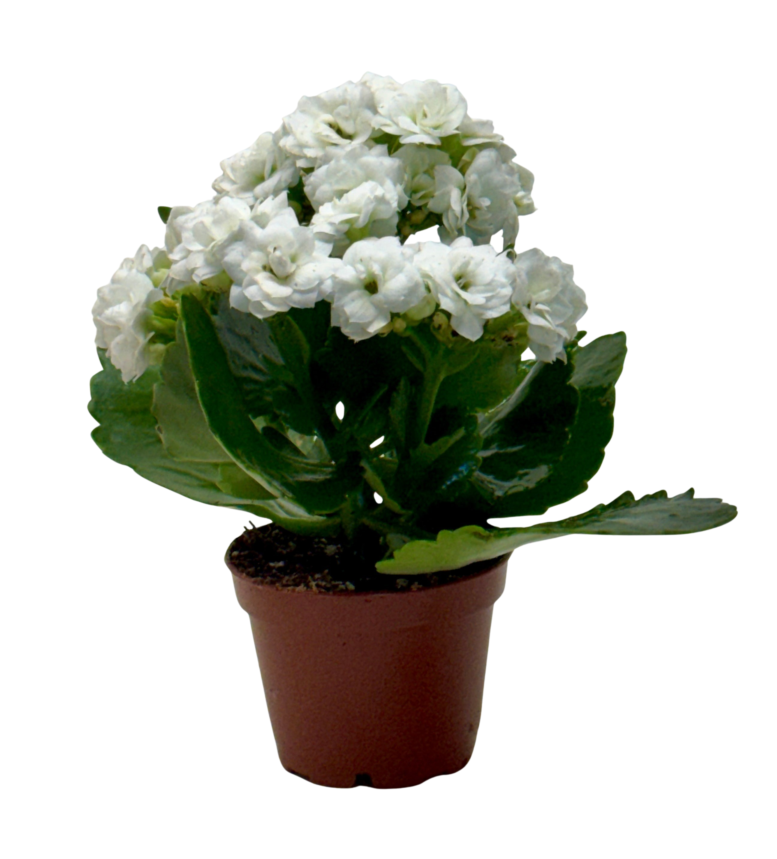 Kalanchoe 'Blossfeldiana'