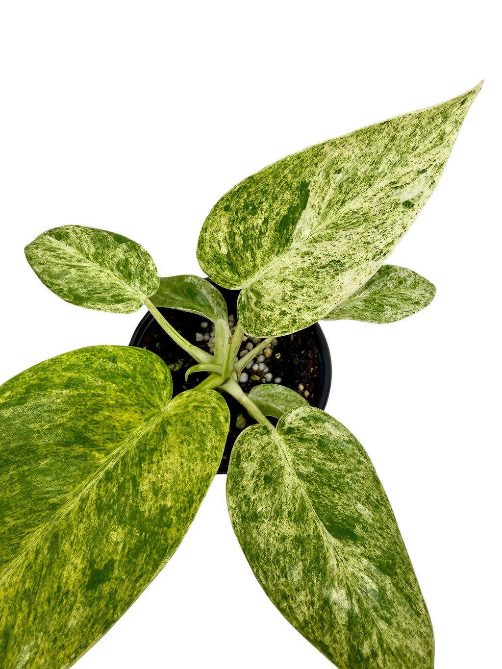Philodendron 'Blizzard'