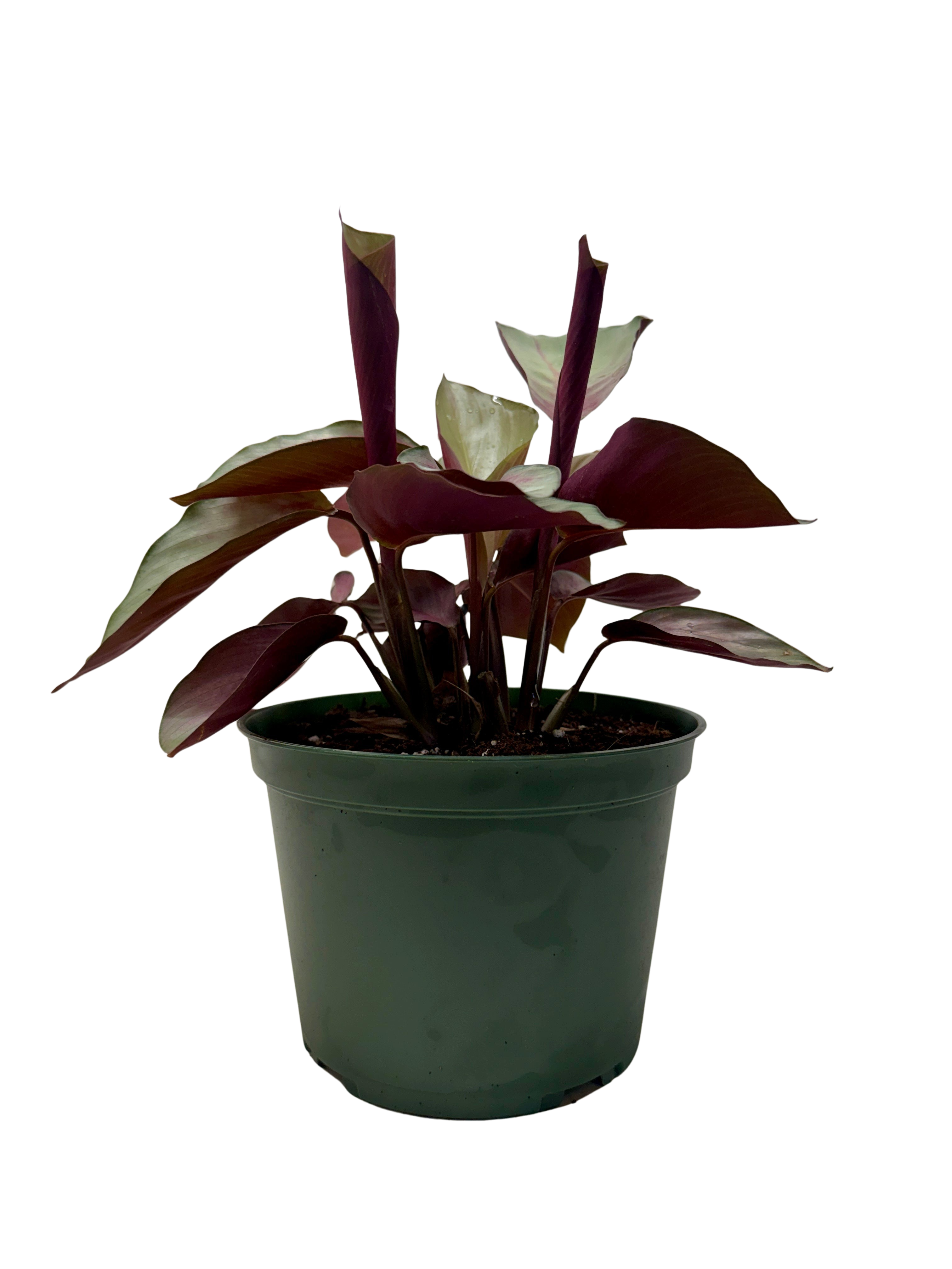 Calathea 'Silver Plate'