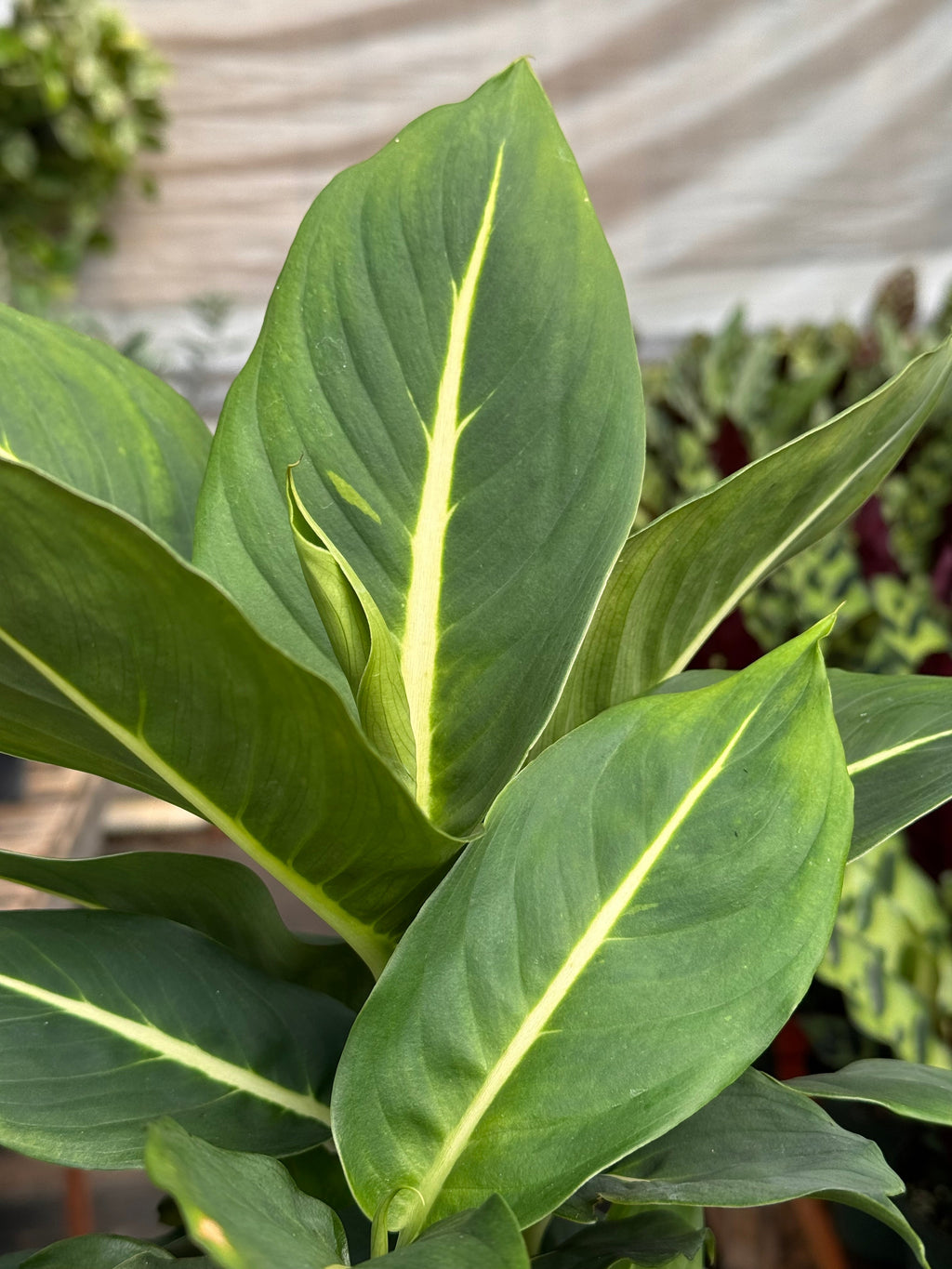 Dieffenbachia 'Green Magic'