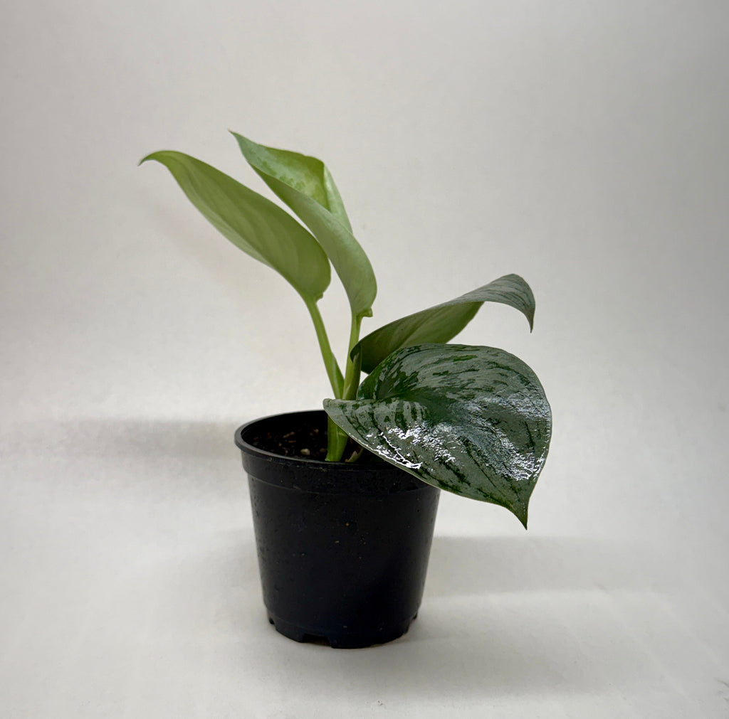 Pothos 'Silver Splash'