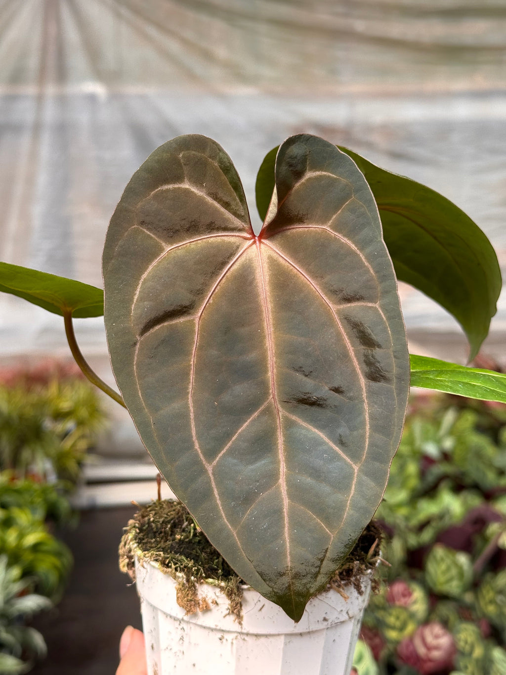 Anthurium 'Magnificum'