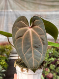 Anthurium 'Magnificum'