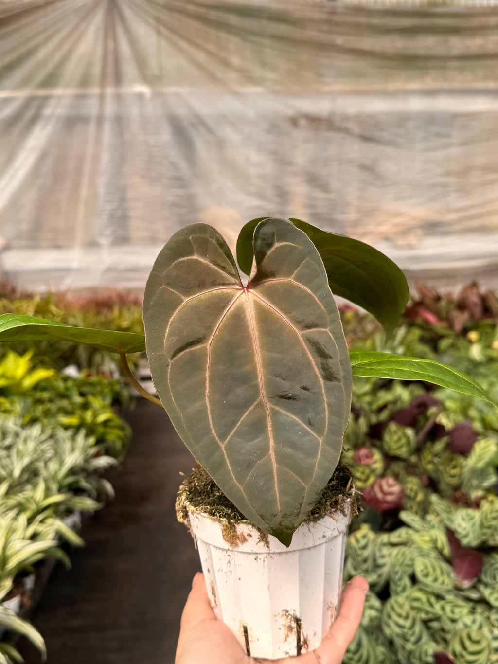 Anthurium 'Magnificum'