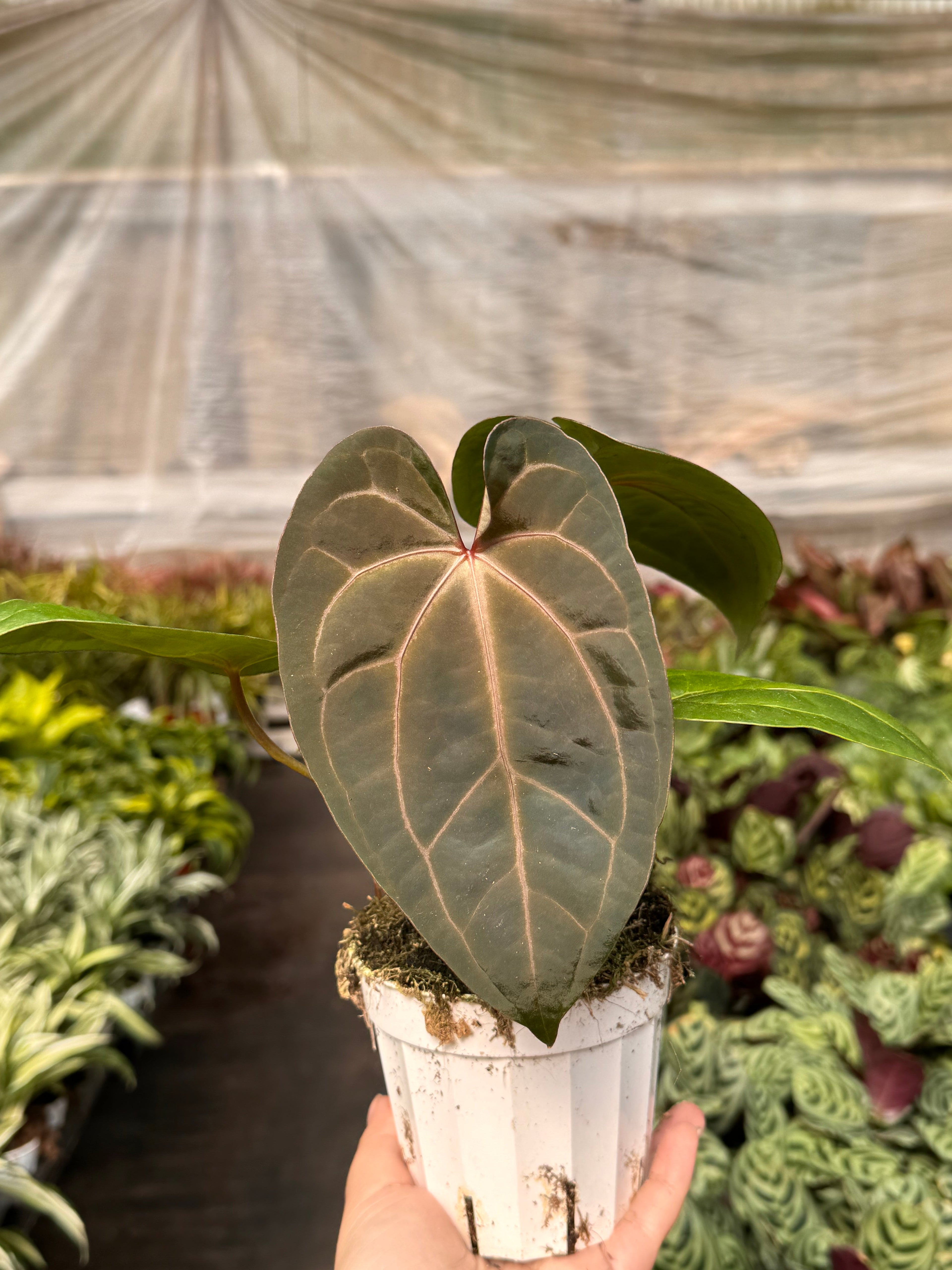 Anthurium 'Magnificum'
