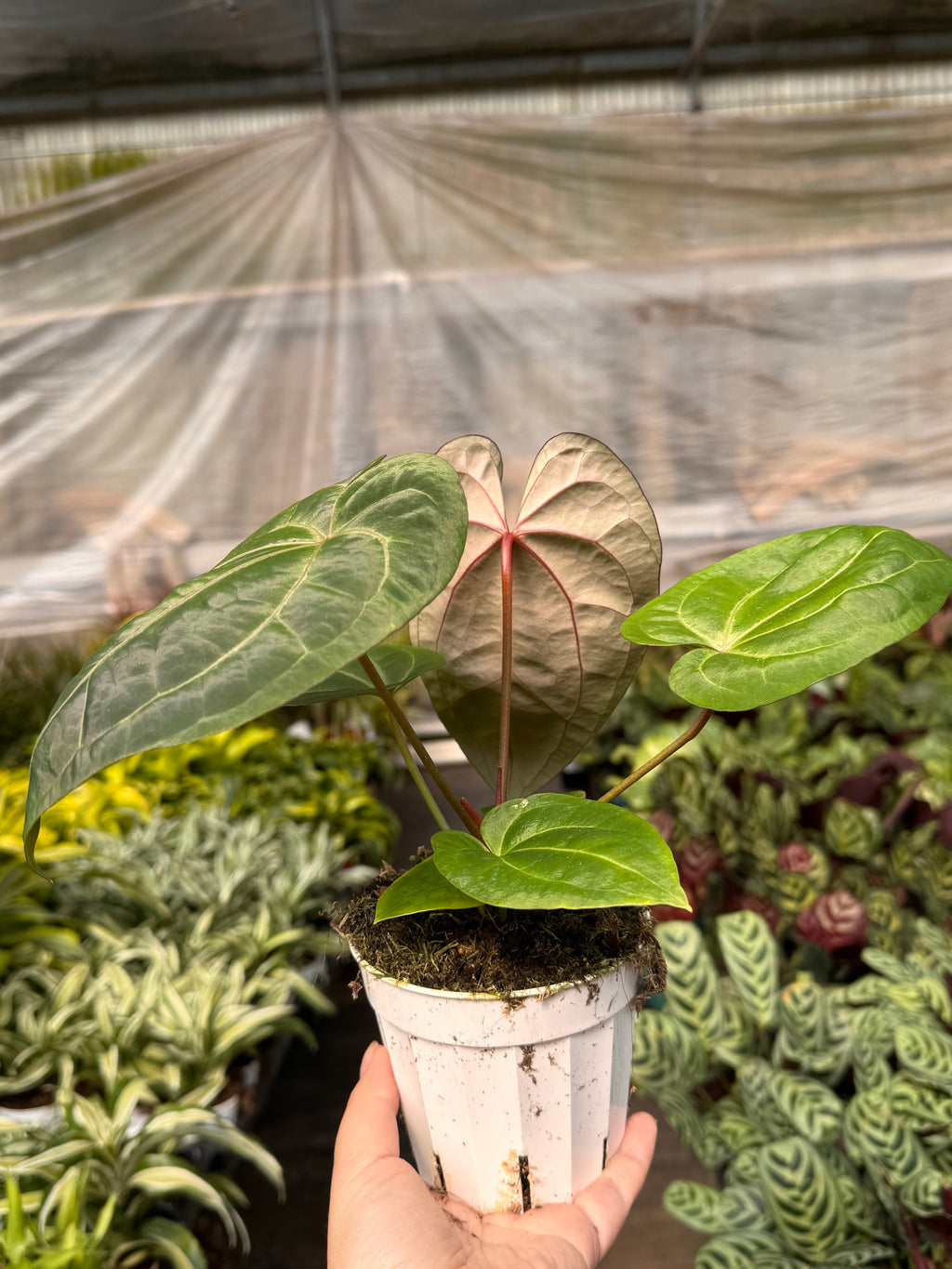 Anthurium 'Magnificum'
