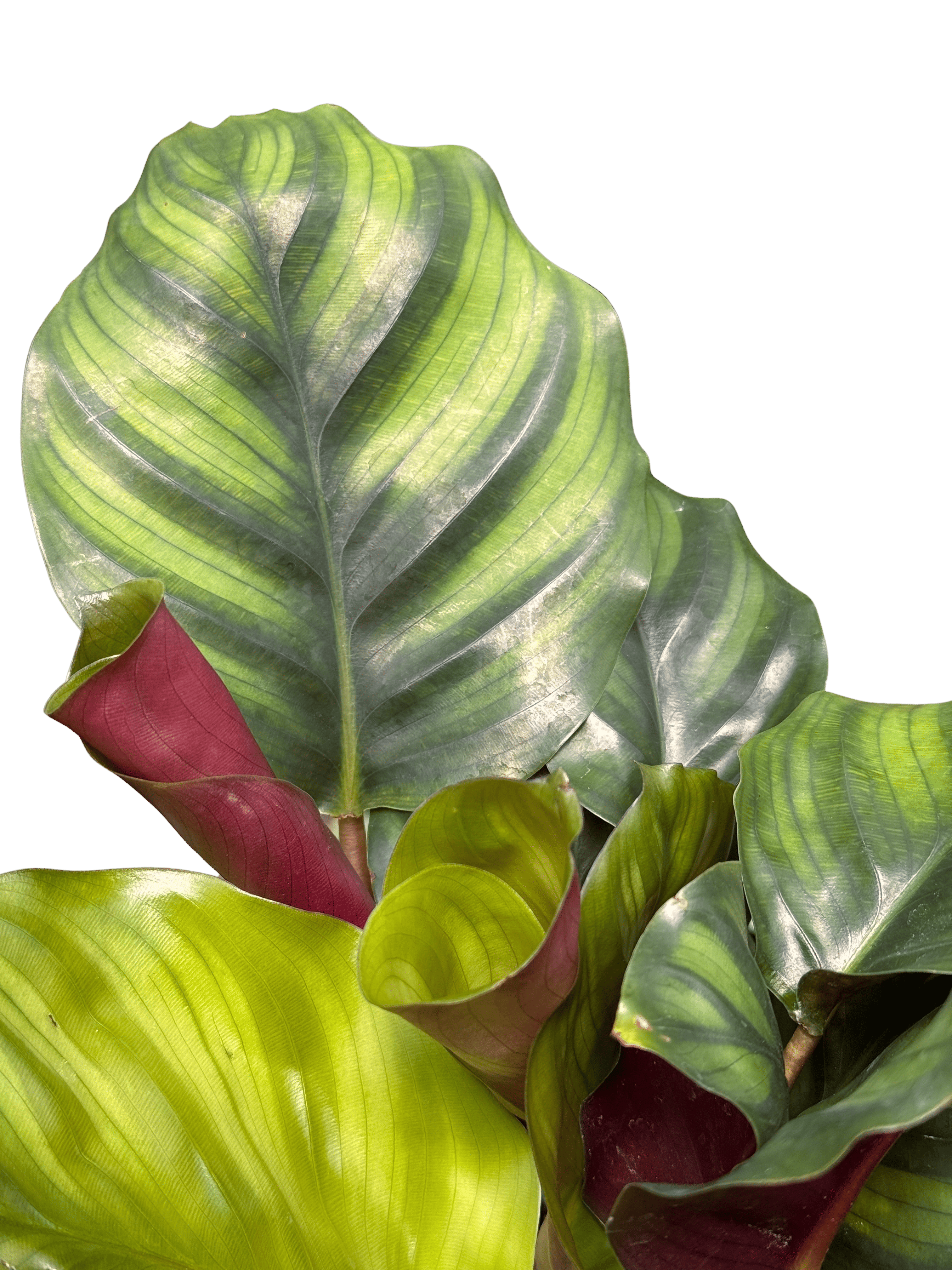 Calathea 'Fasciata'