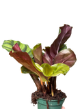 Calathea 'Fasciata'