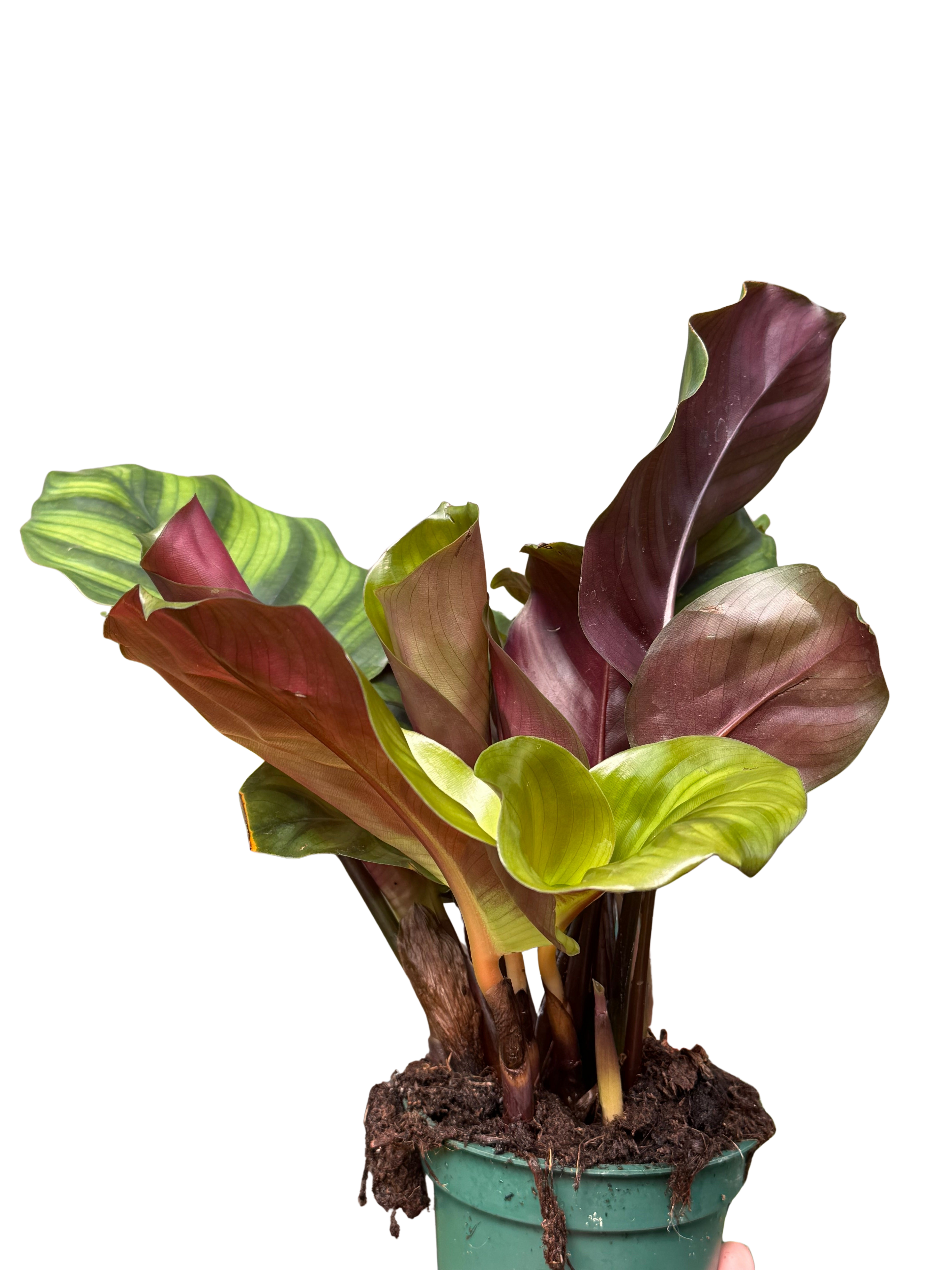 Calathea 'Fasciata'