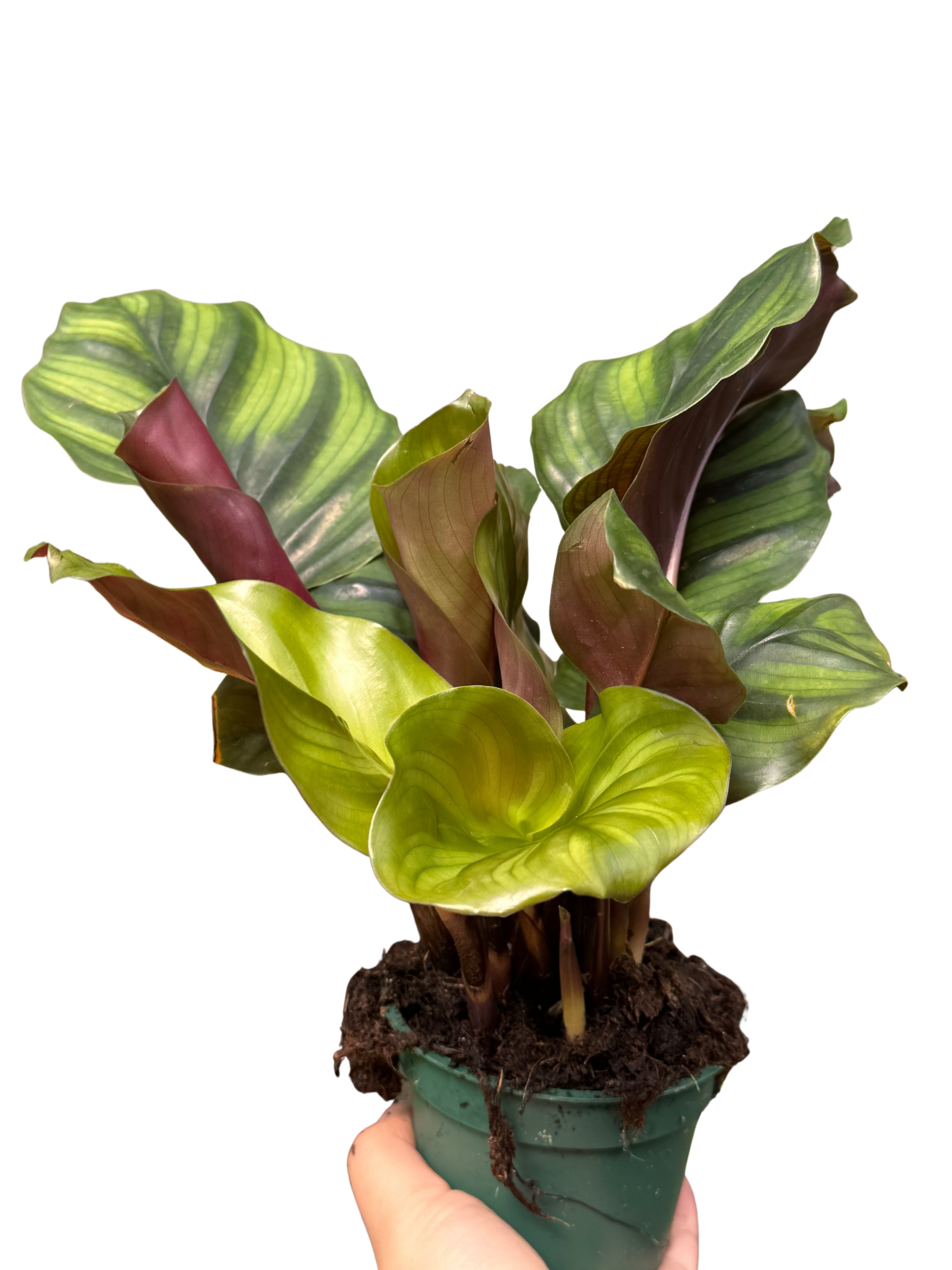 Calathea 'Fasciata'