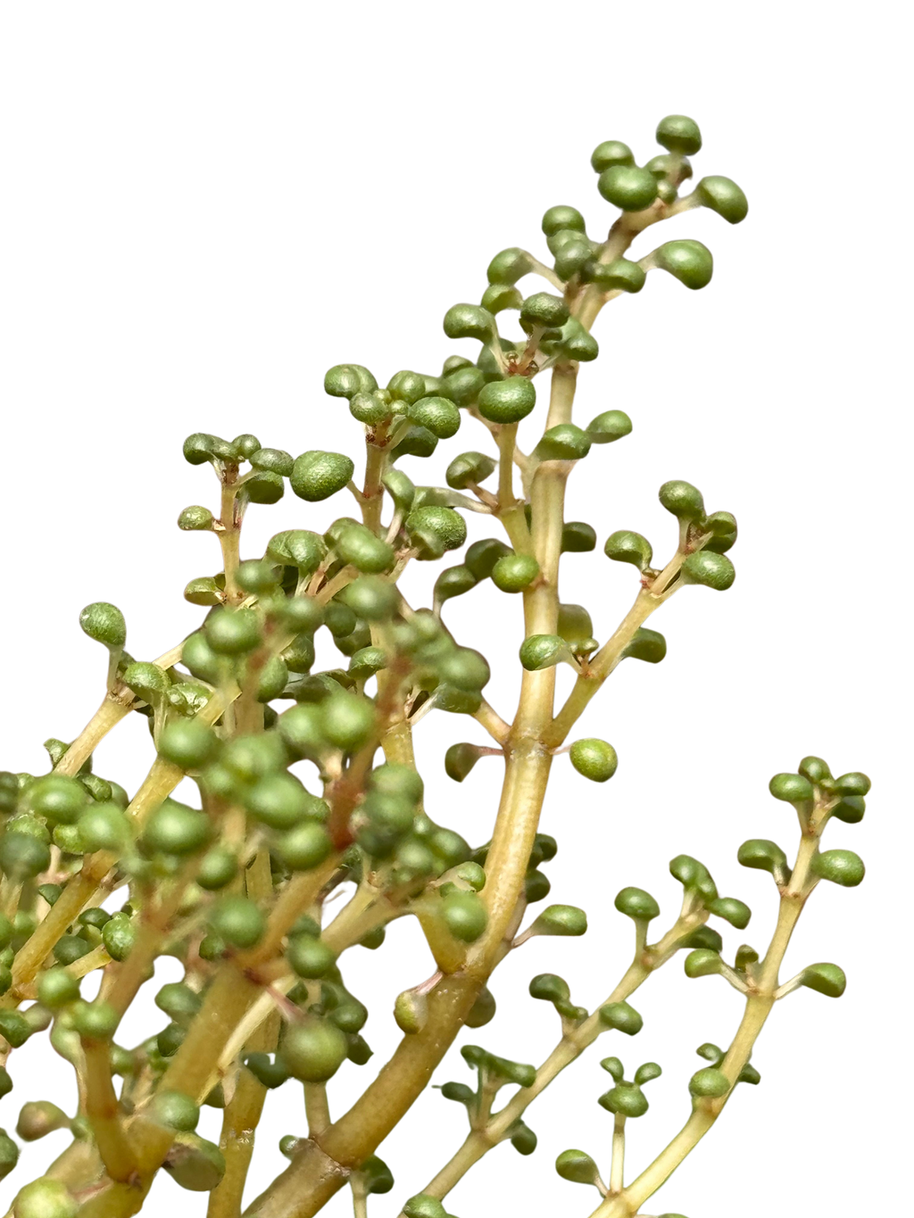 Pilea 'Globosa’