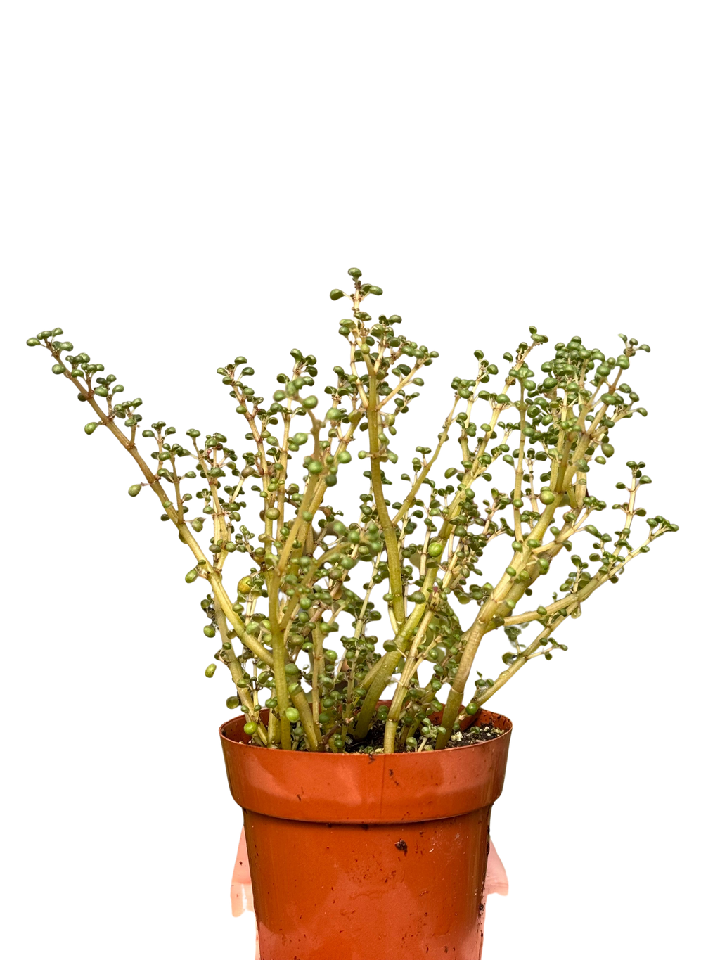 Pilea 'Globosa’