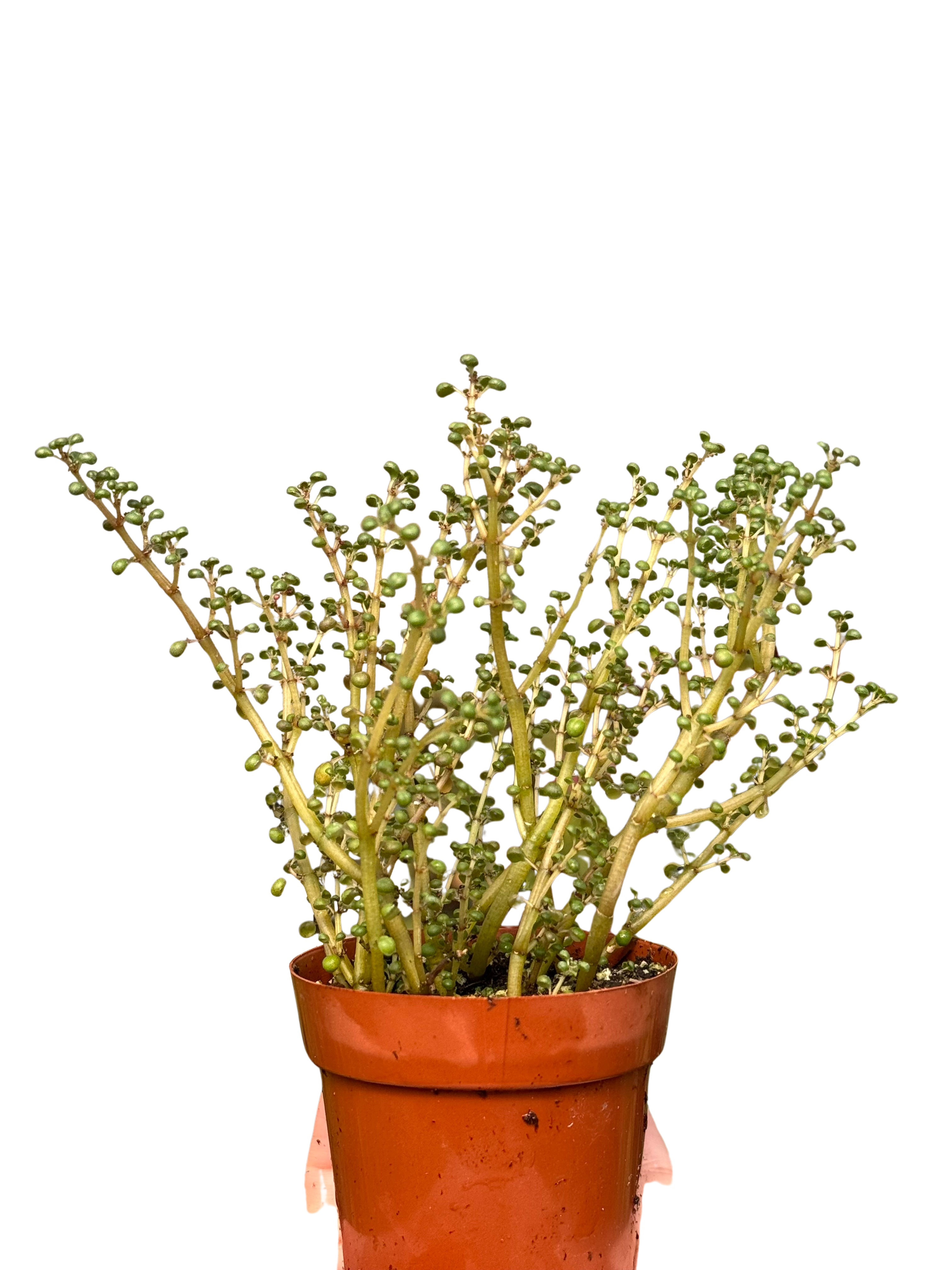 Pilea 'Globosa’