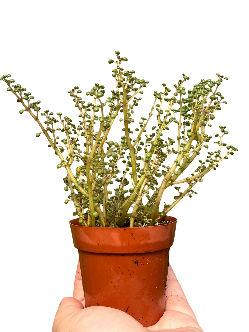 Pilea 'Globosa’