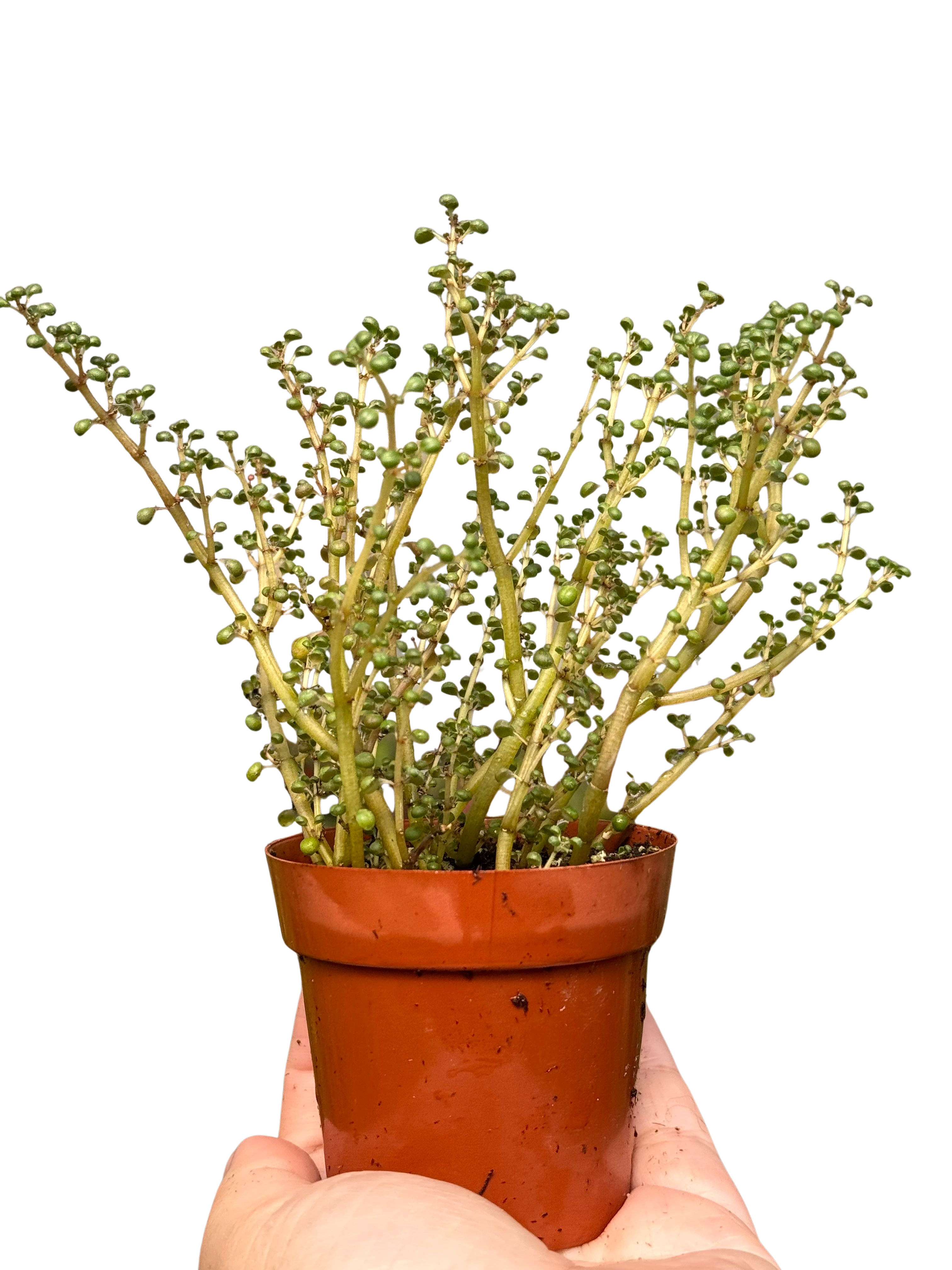Pilea 'Globosa’