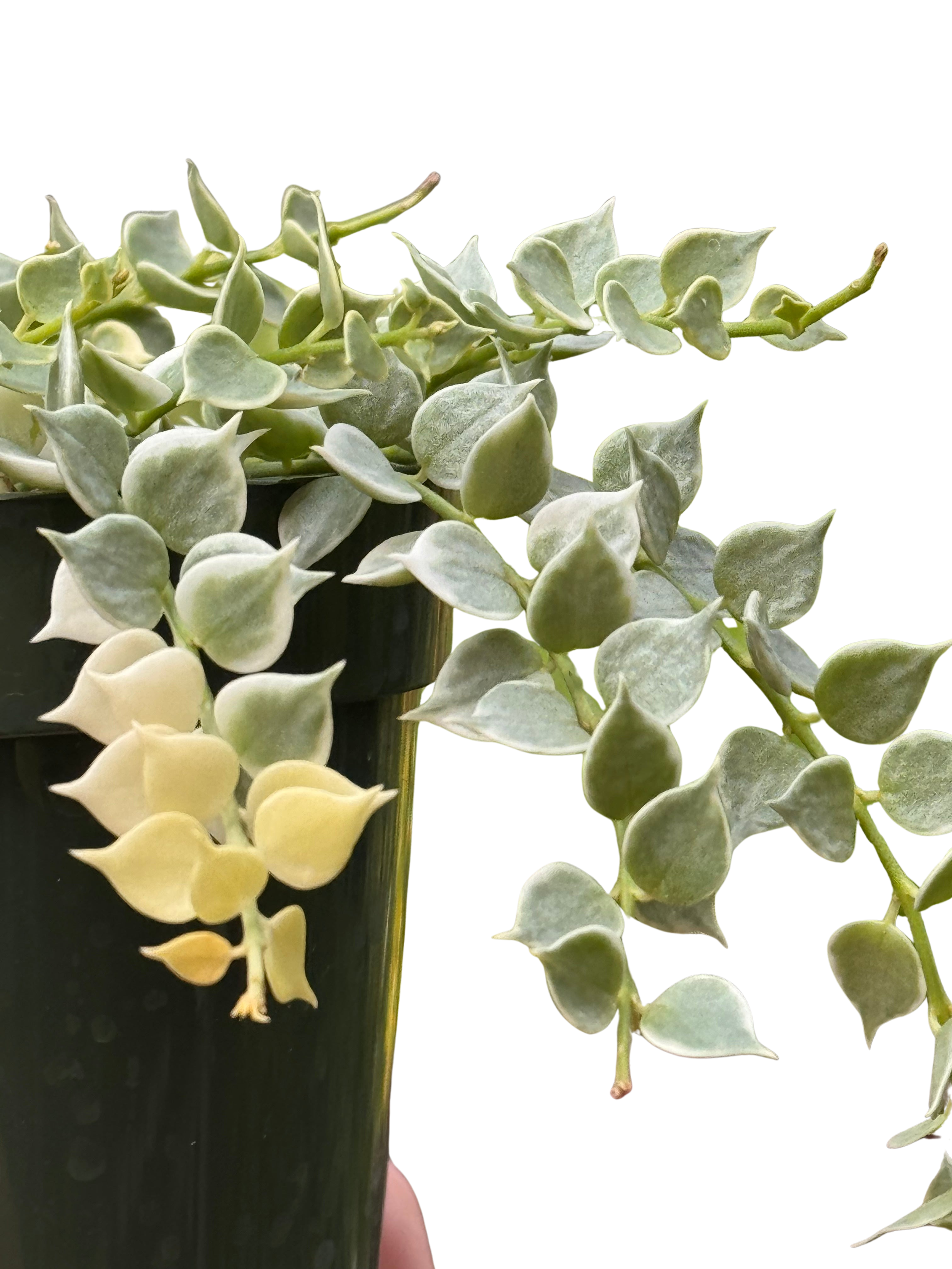 Dischidia 'Million Hearts' Variegated
