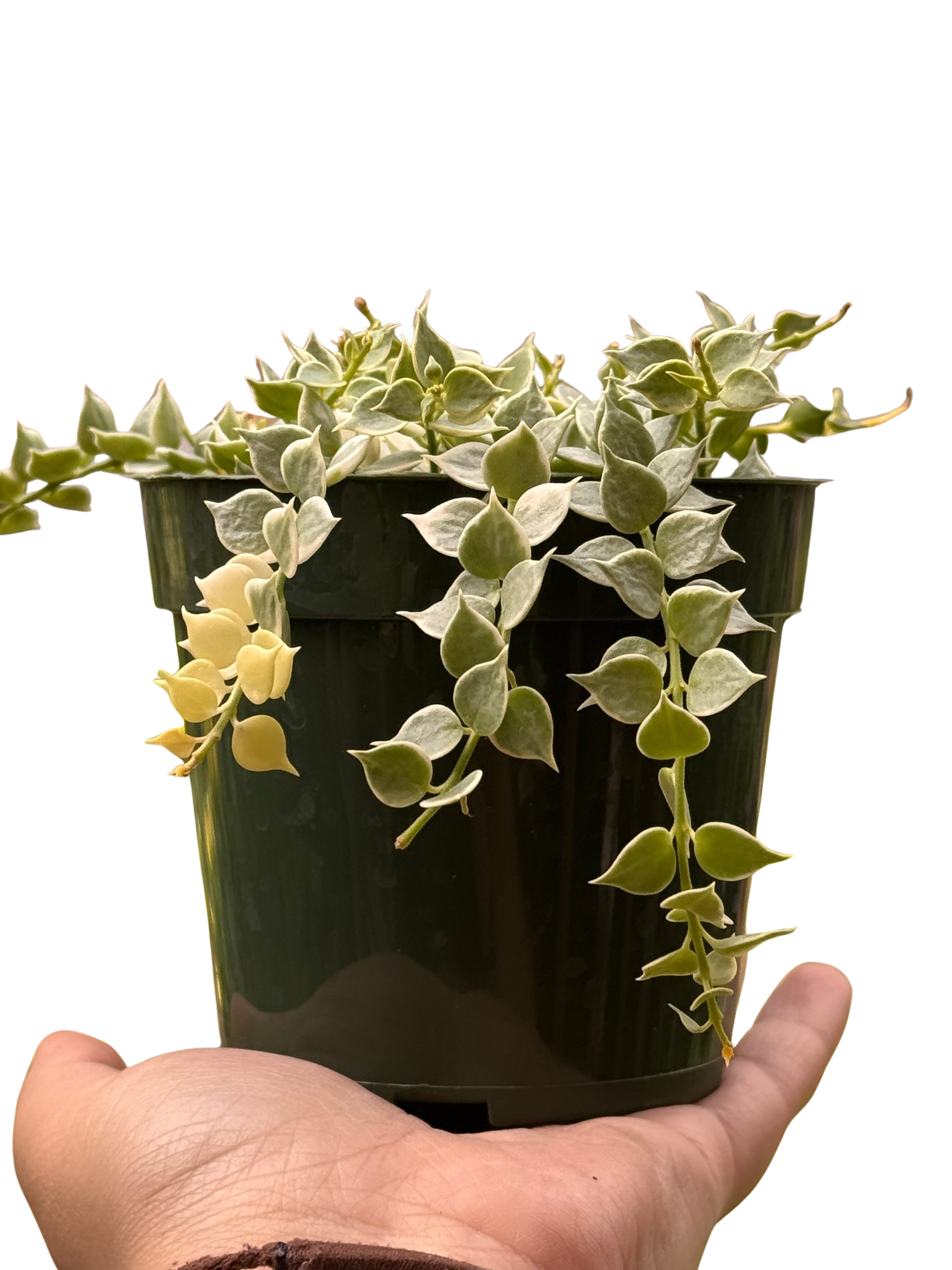 Dischidia 'Million Hearts' Variegated
