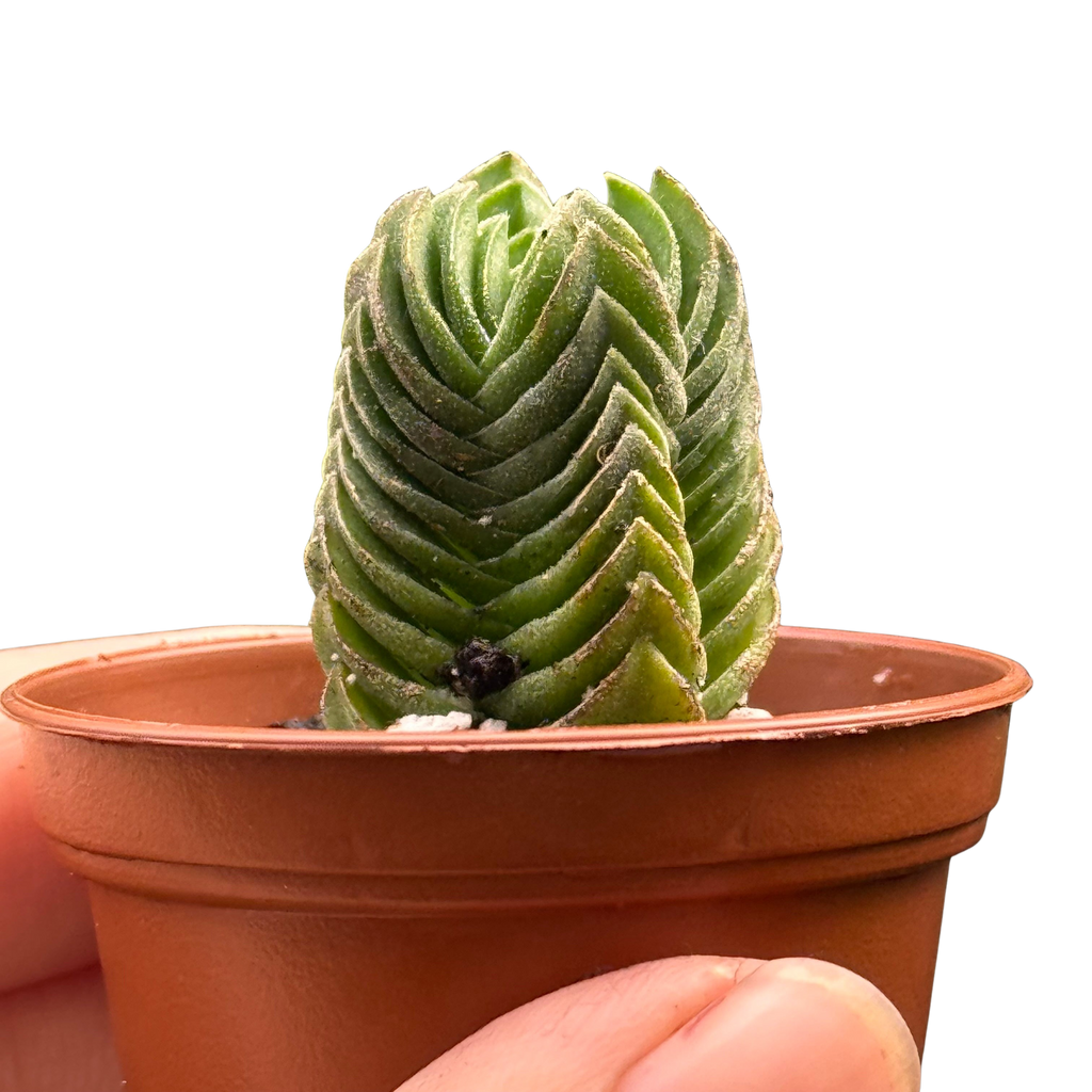 Crassula ‘Buddha’s Temple’