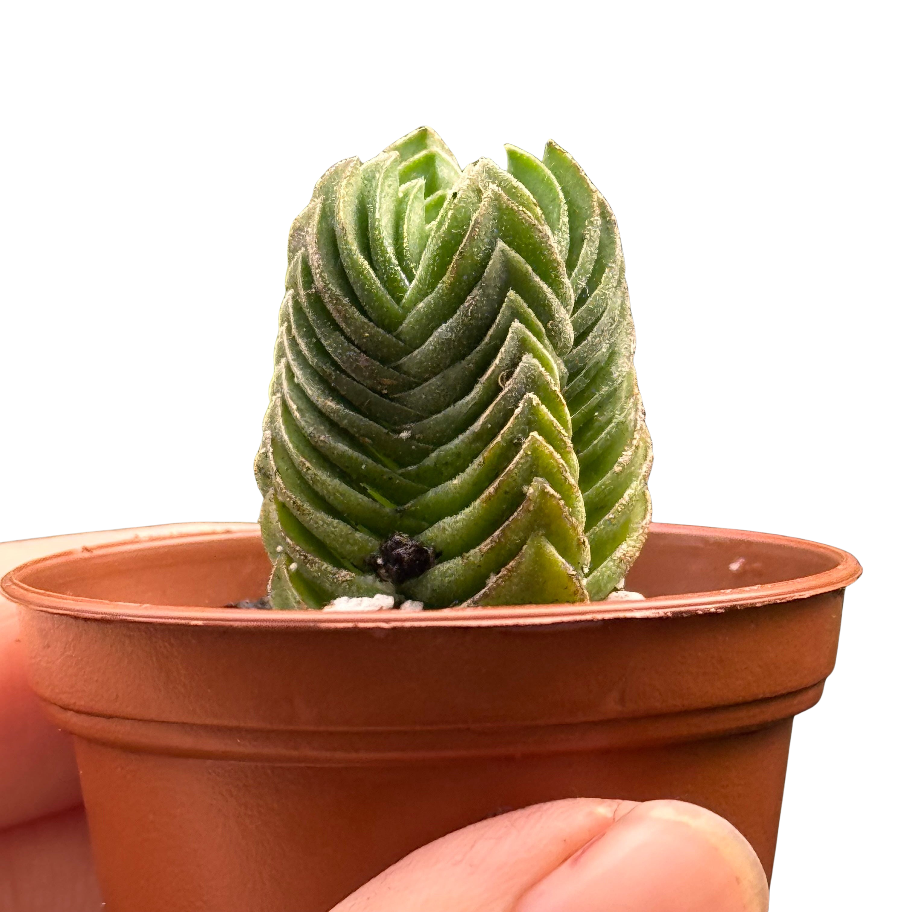 Crassula ‘Buddha’s Temple’