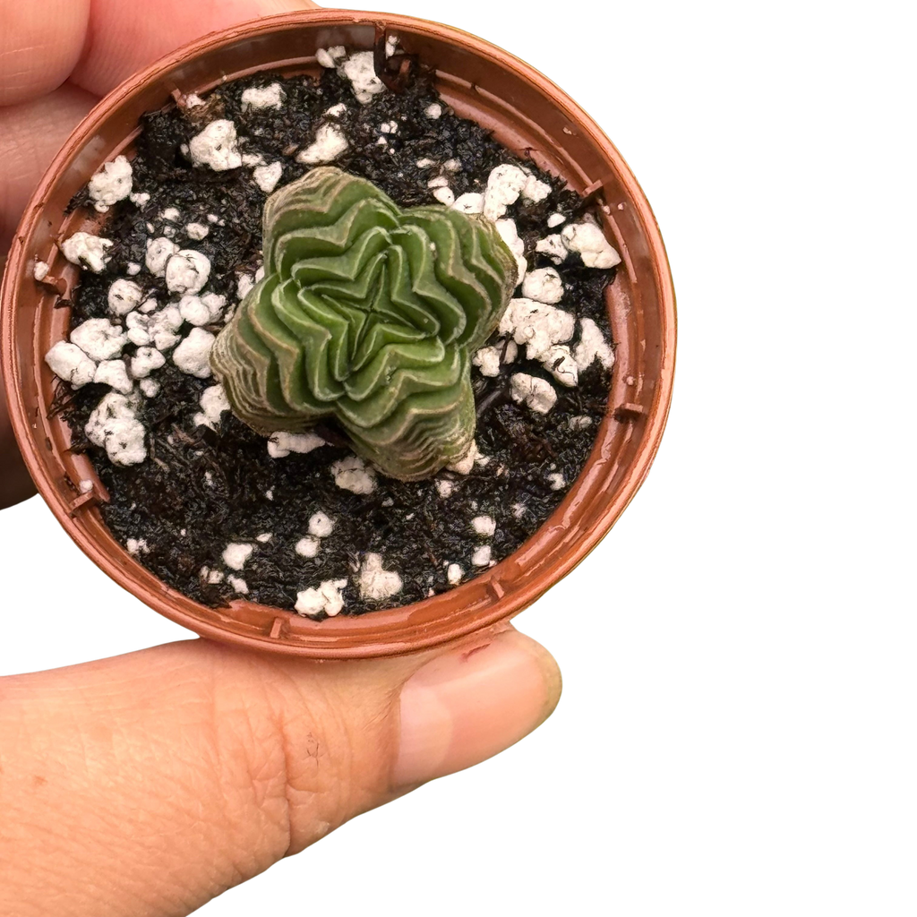 Crassula ‘Buddha’s Temple’