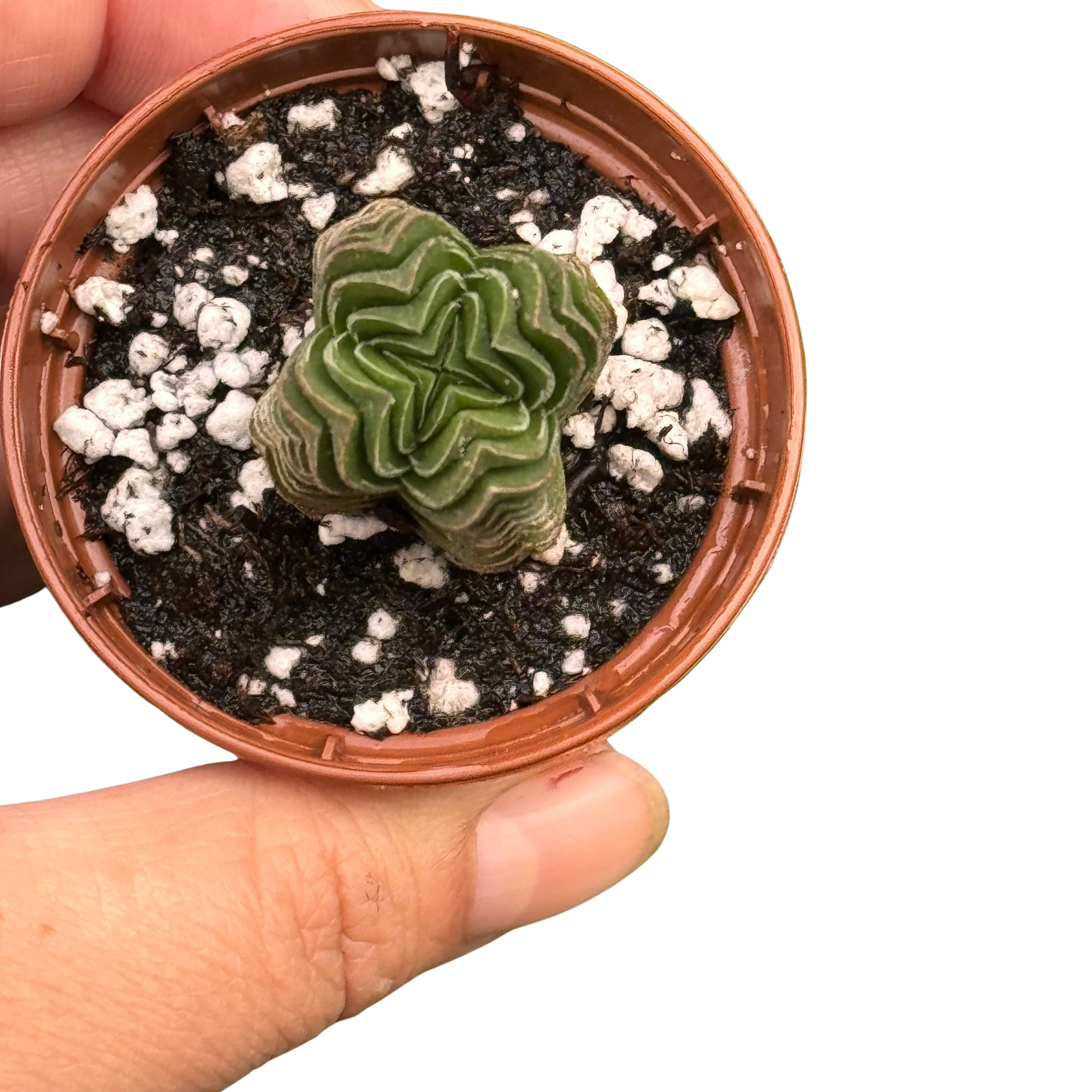 Crassula ‘Buddha’s Temple’