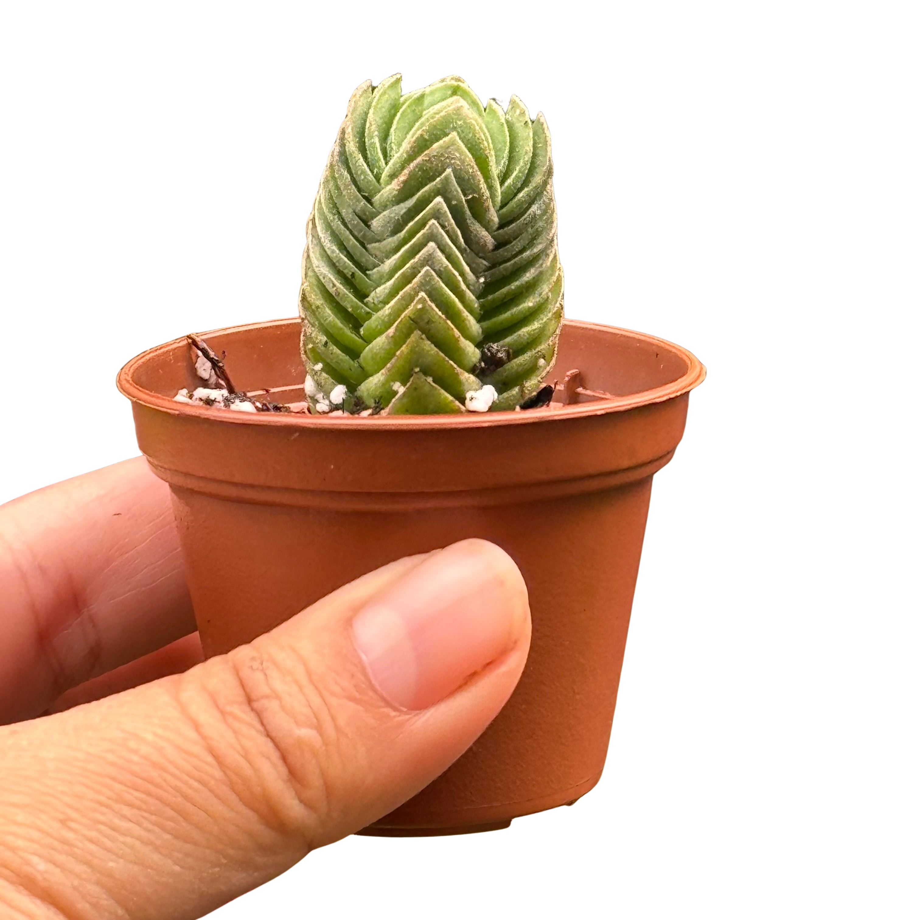 Crassula ‘Buddha’s Temple’