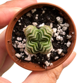 Crassula ‘Buddha’s Temple’
