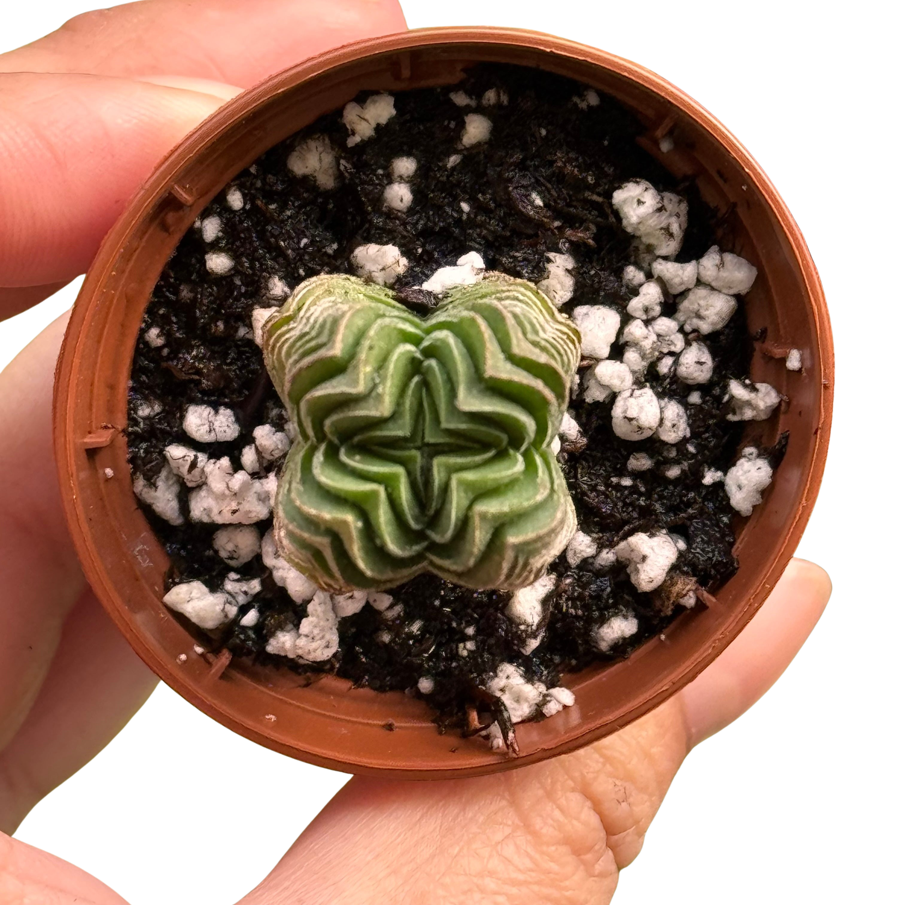 Crassula ‘Buddha’s Temple’