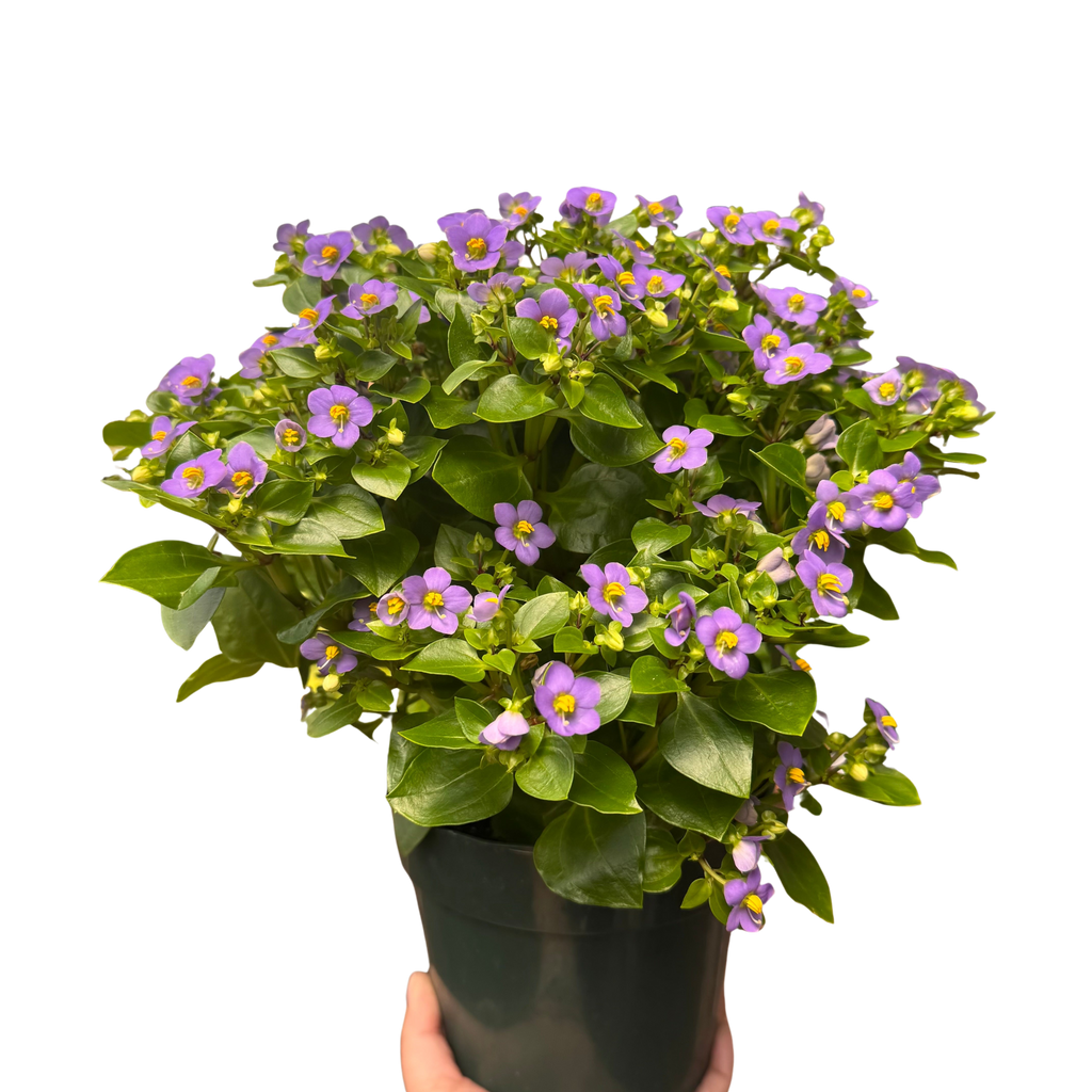 Exacum 'Persian Violet'