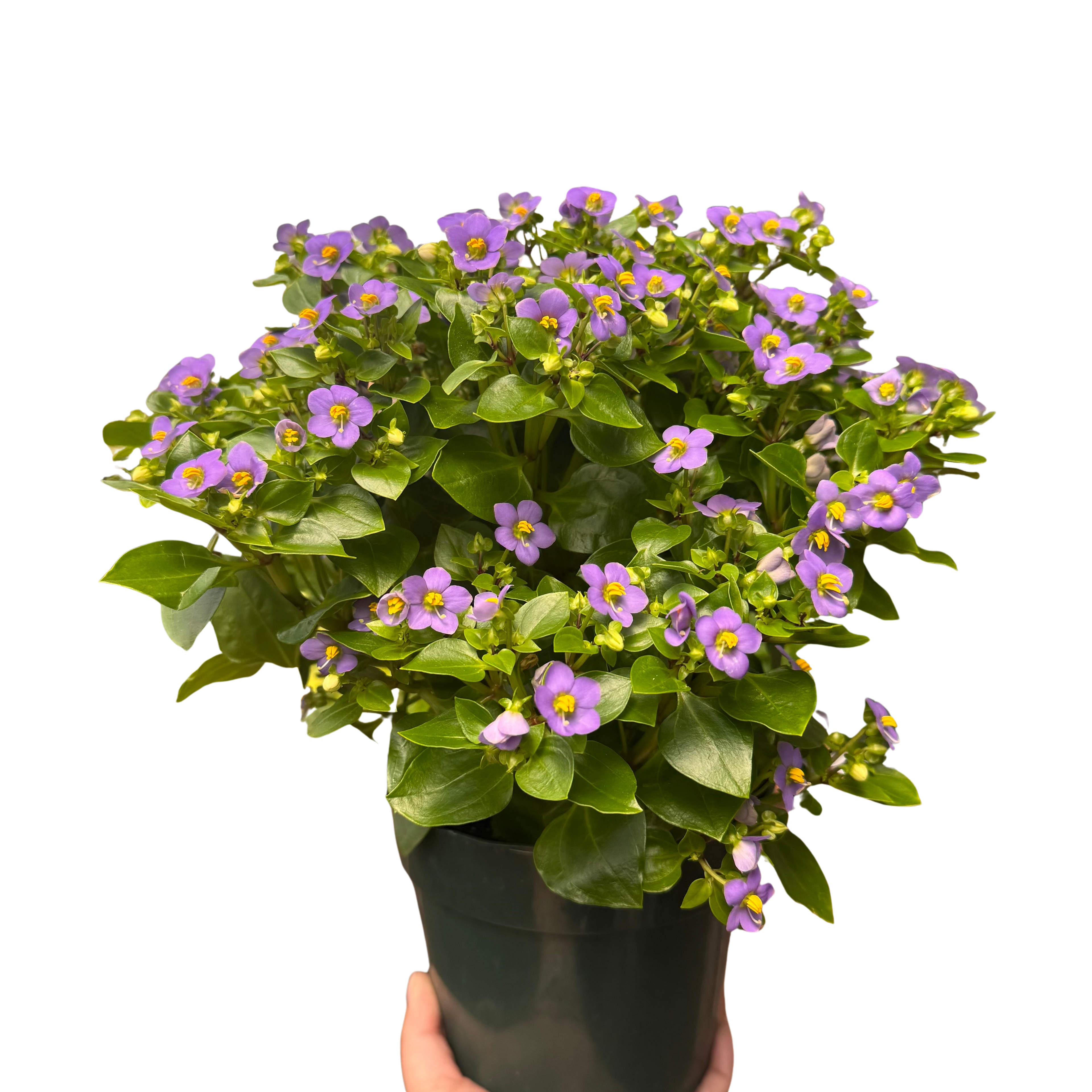 Exacum 'Persian Violet'
