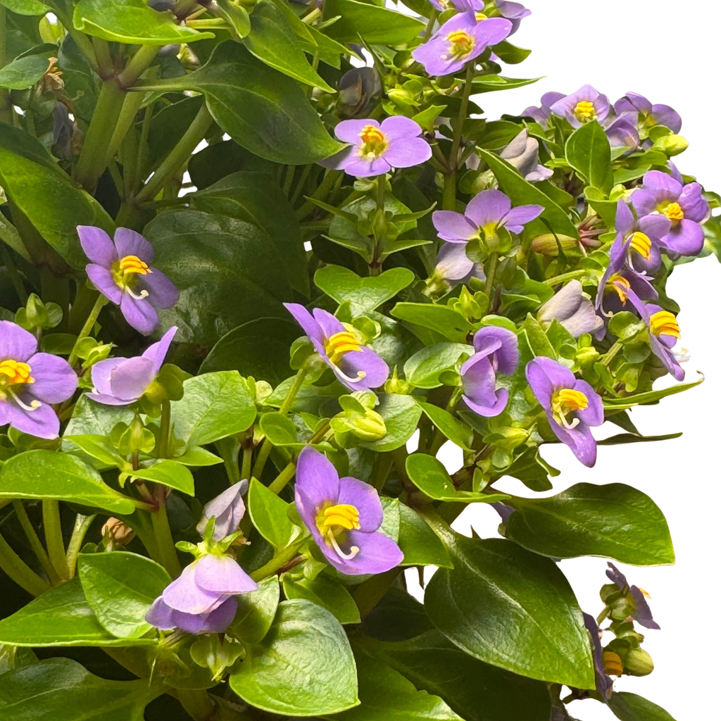 Exacum 'Persian Violet'