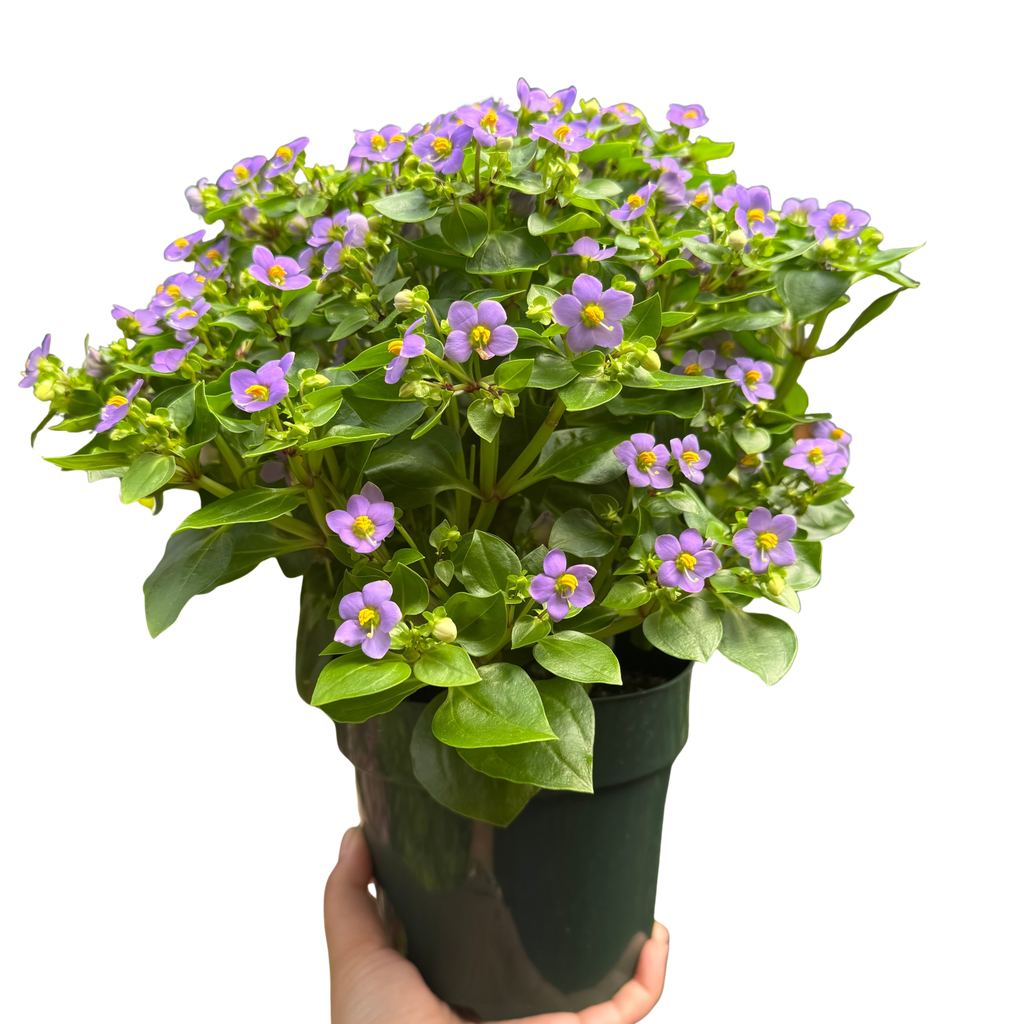 Exacum 'Persian Violet'